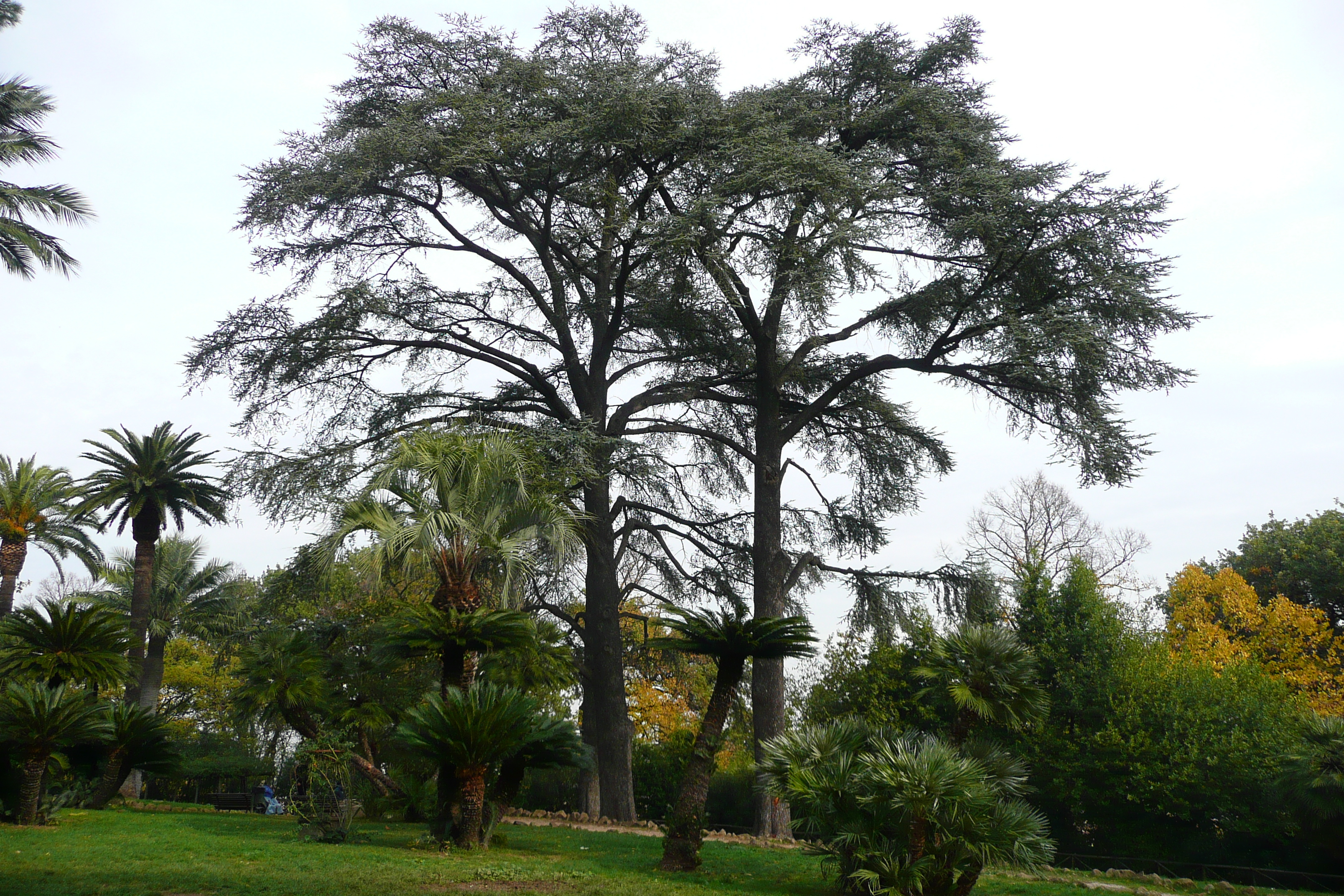照片 意大利(Italy) 罗马(Rome) 夏拉别墅公园(Villa Sciarra) 2007-11 27