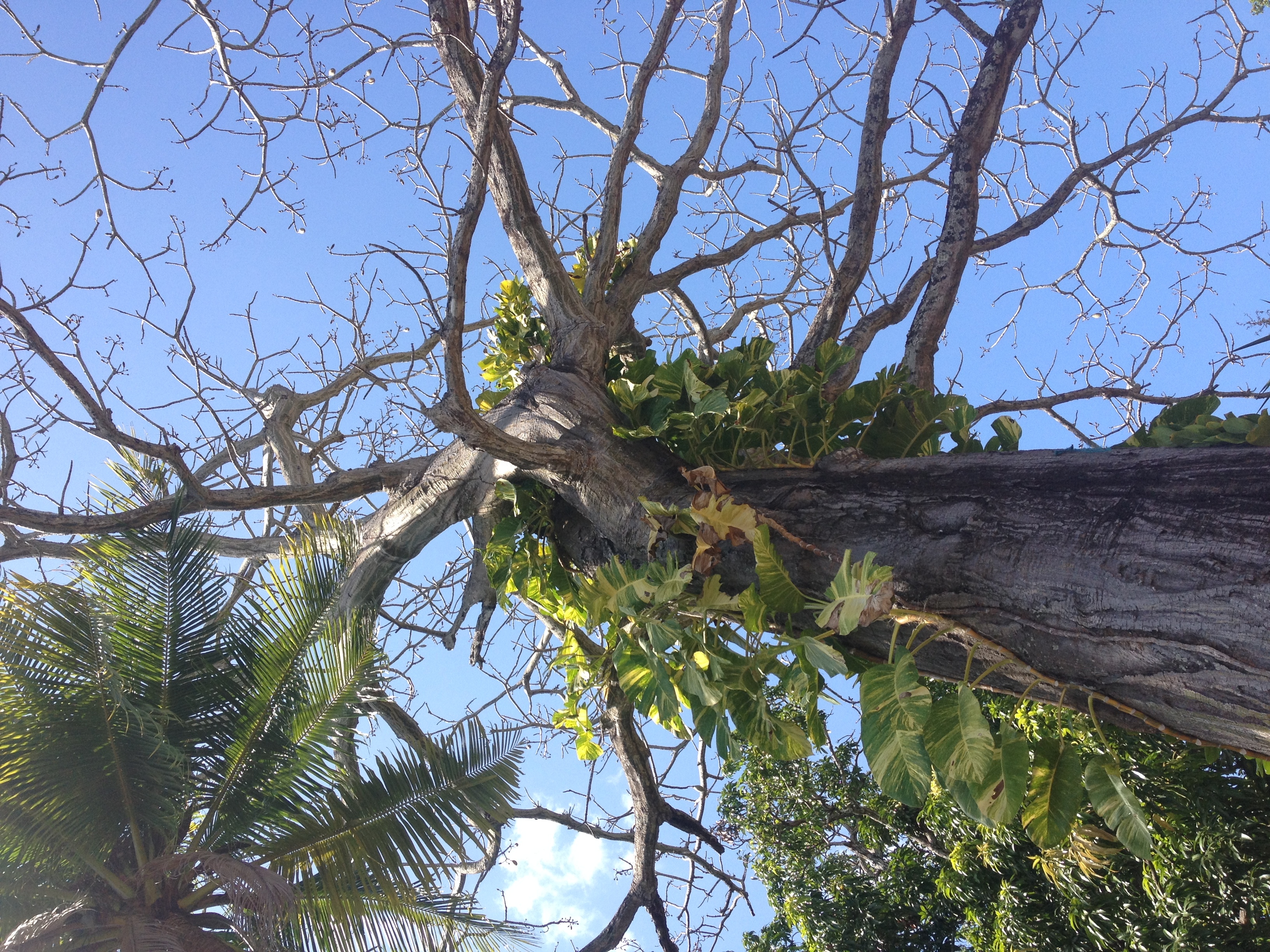 照片 巴拿马(Panama) 圣卡洛斯(San Carlos) 2015-03 66