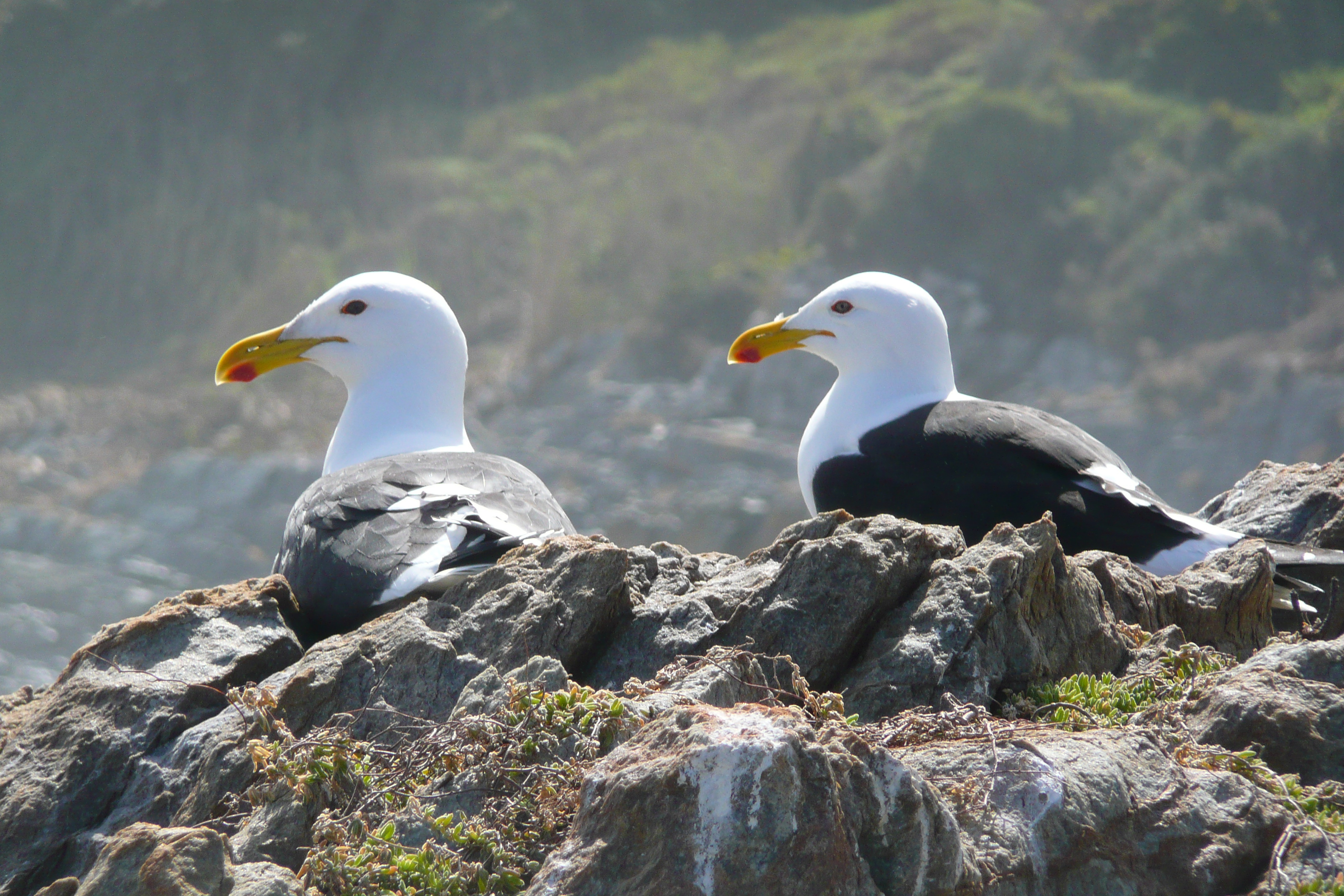 照片 南非(South Africa) 齐齐卡马国家公园(Tsitsikamma National Park) 2008-09 309