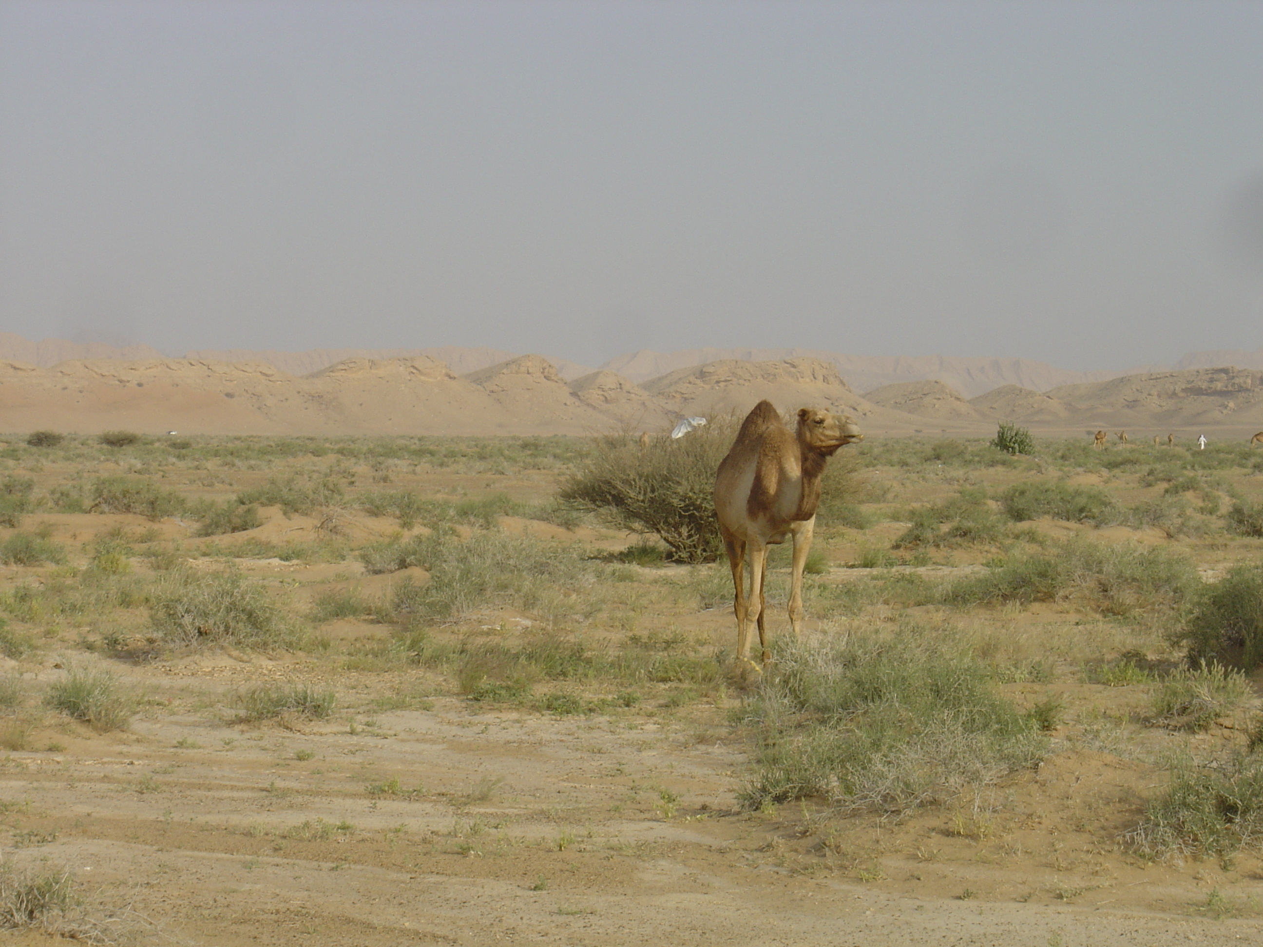 照片 阿曼(Oman) 布赖米至马哈达公路(Buraimi to Mahada road) 2005-03 40