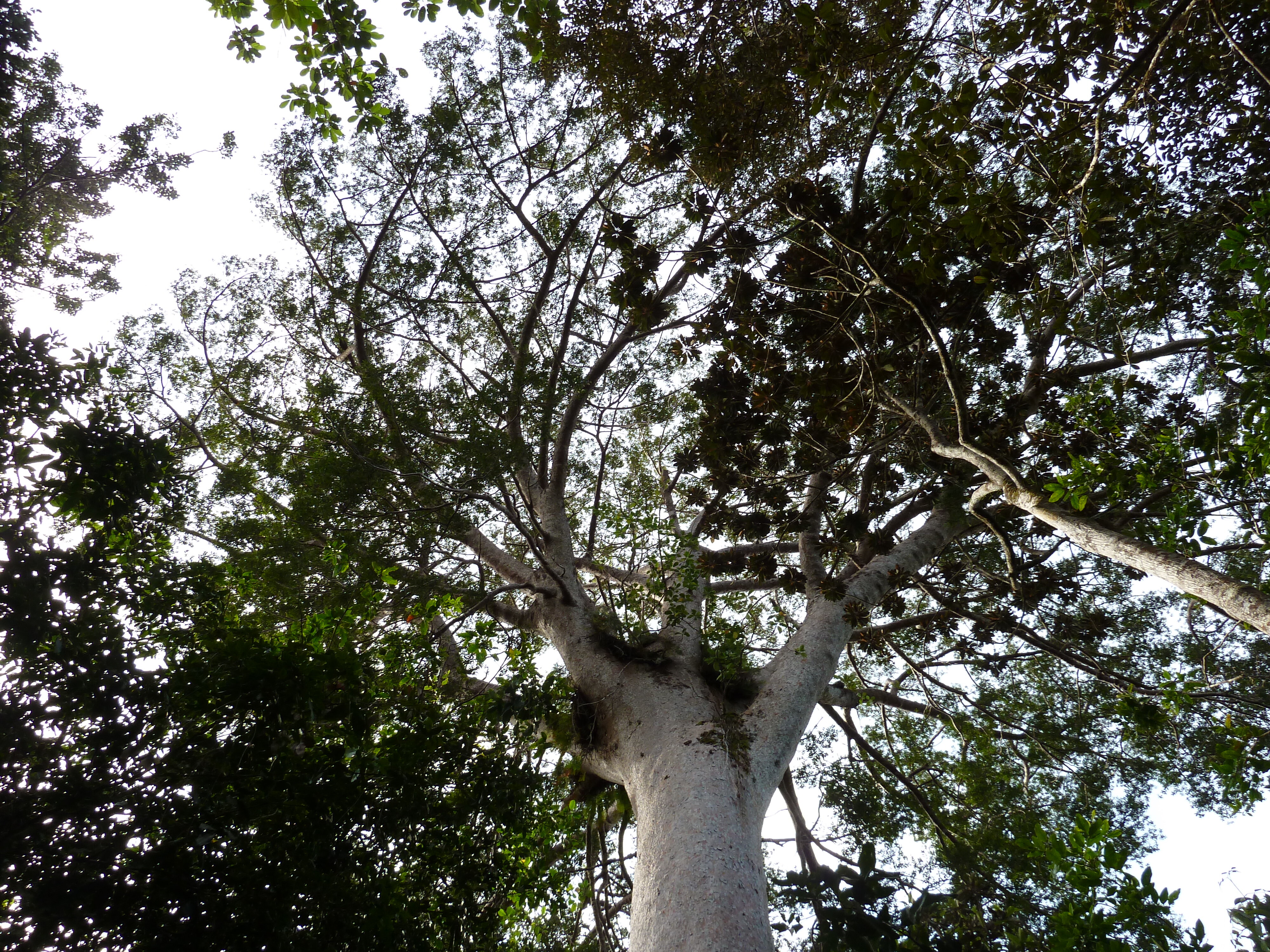 照片 新喀里多尼亚(New Caledonia) 蓝河公园(Parc de la Riviere Bleue) 大贝壳杉(Le Grand Kaori) 2010-05 19