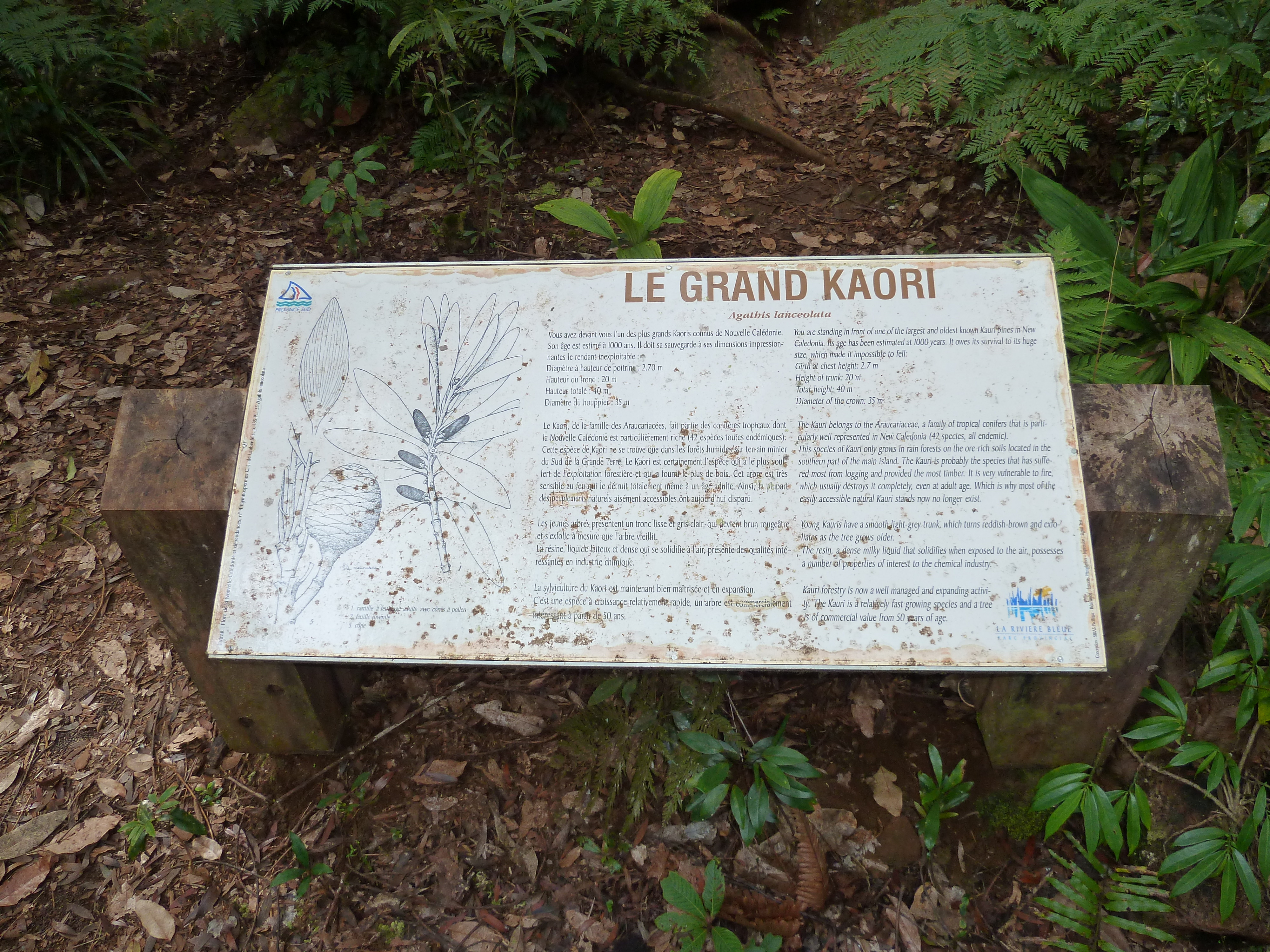照片 新喀里多尼亚(New Caledonia) 蓝河公园(Parc de la Riviere Bleue) 大贝壳杉(Le Grand Kaori) 2010-05 35