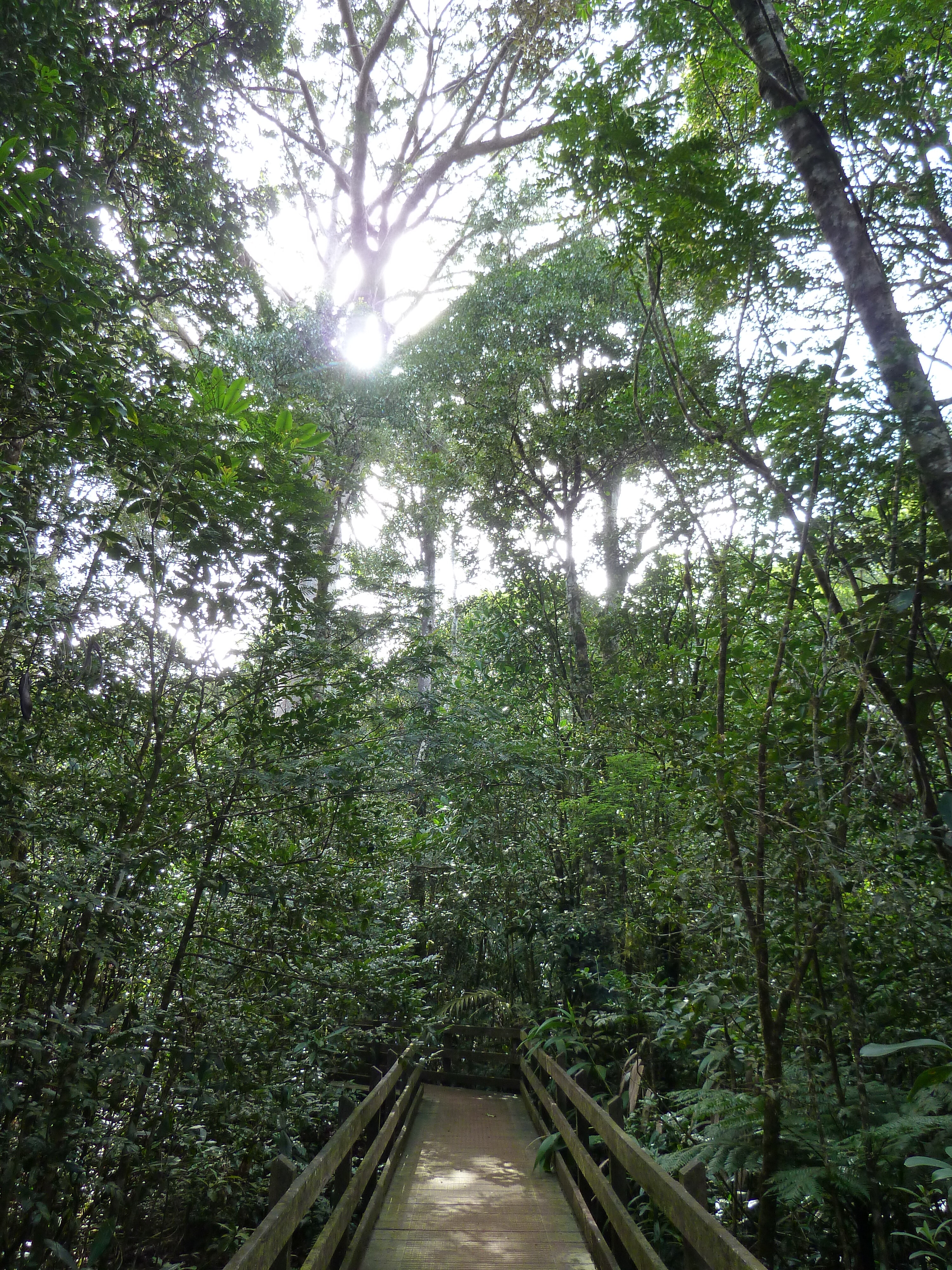 照片 新喀里多尼亚(New Caledonia) 蓝河公园(Parc de la Riviere Bleue) 大贝壳杉(Le Grand Kaori) 2010-05 41