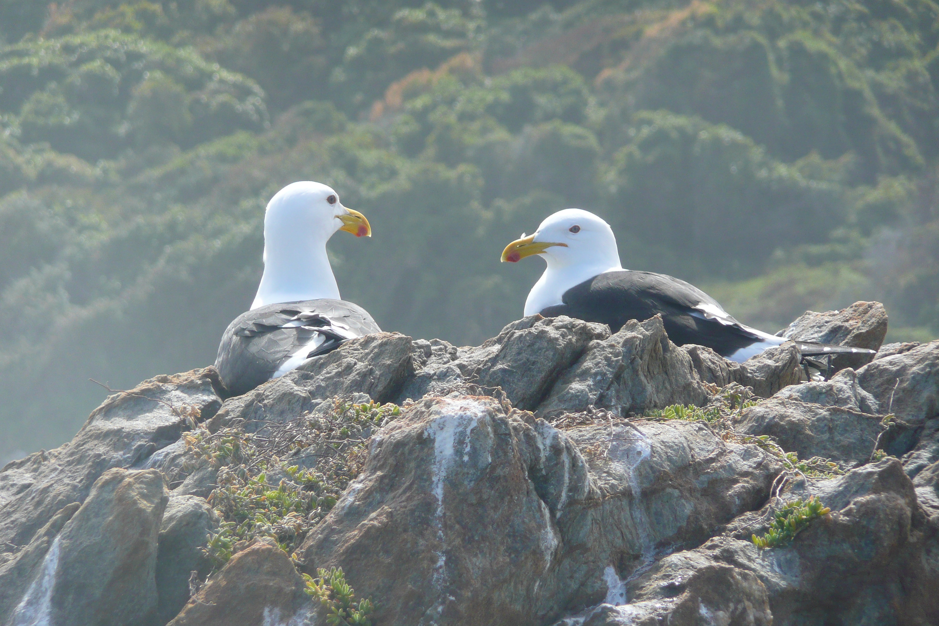 照片 南非(South Africa) 齐齐卡马国家公园(Tsitsikamma National Park) 2008-09 170