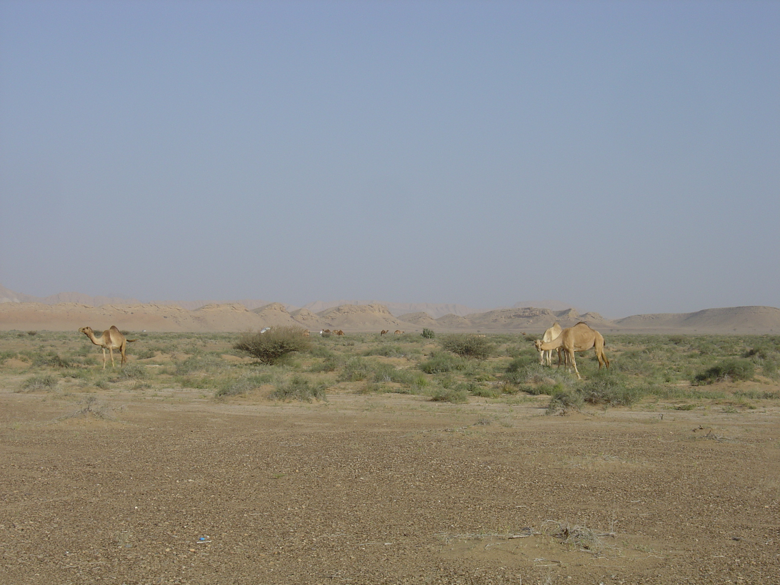 照片 阿曼(Oman) 布赖米至马哈达公路(Buraimi to Mahada road) 2005-03 34