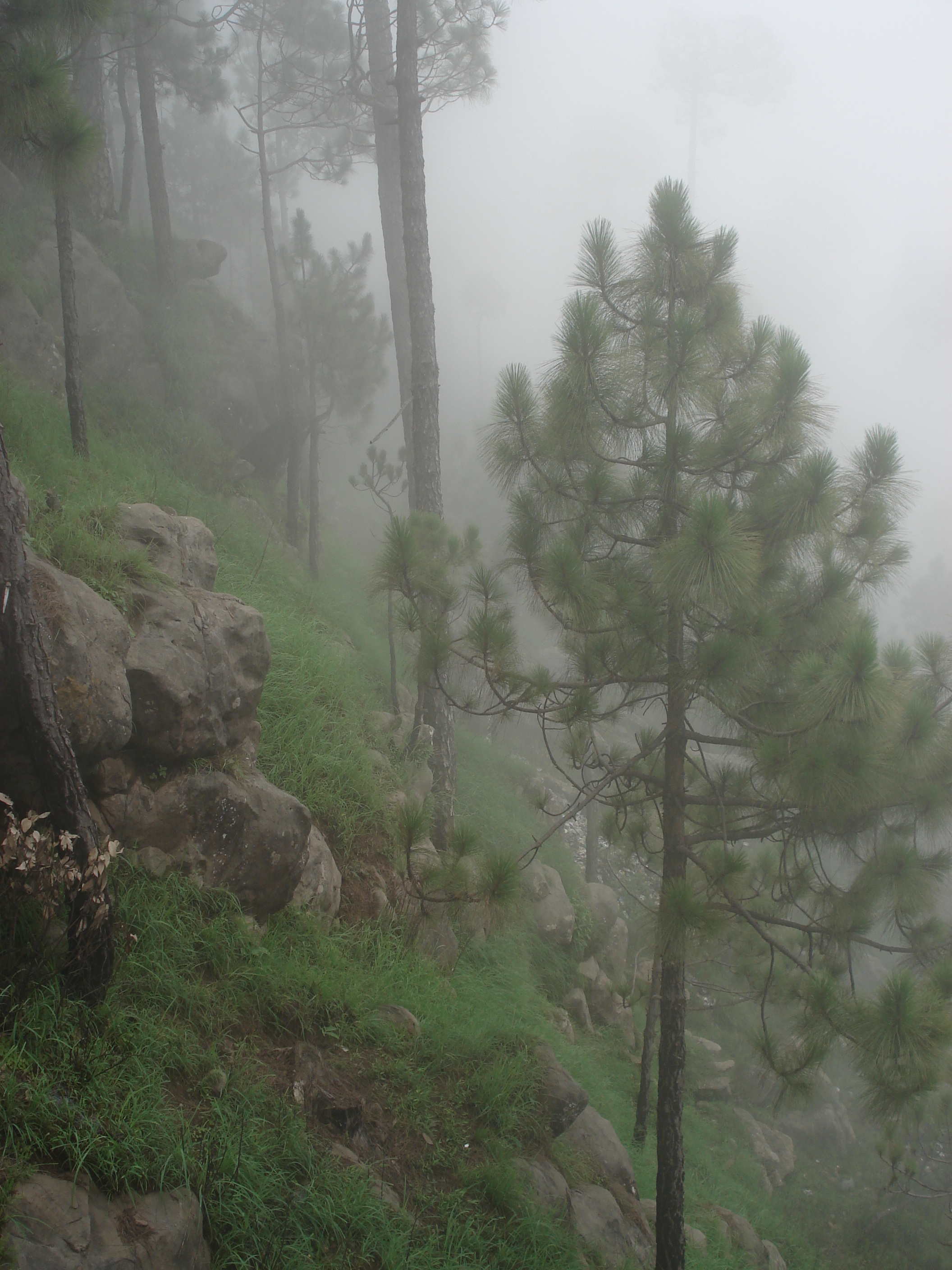 照片 巴基斯坦(Pakistan) 穆里(Murree) 2006-08 40