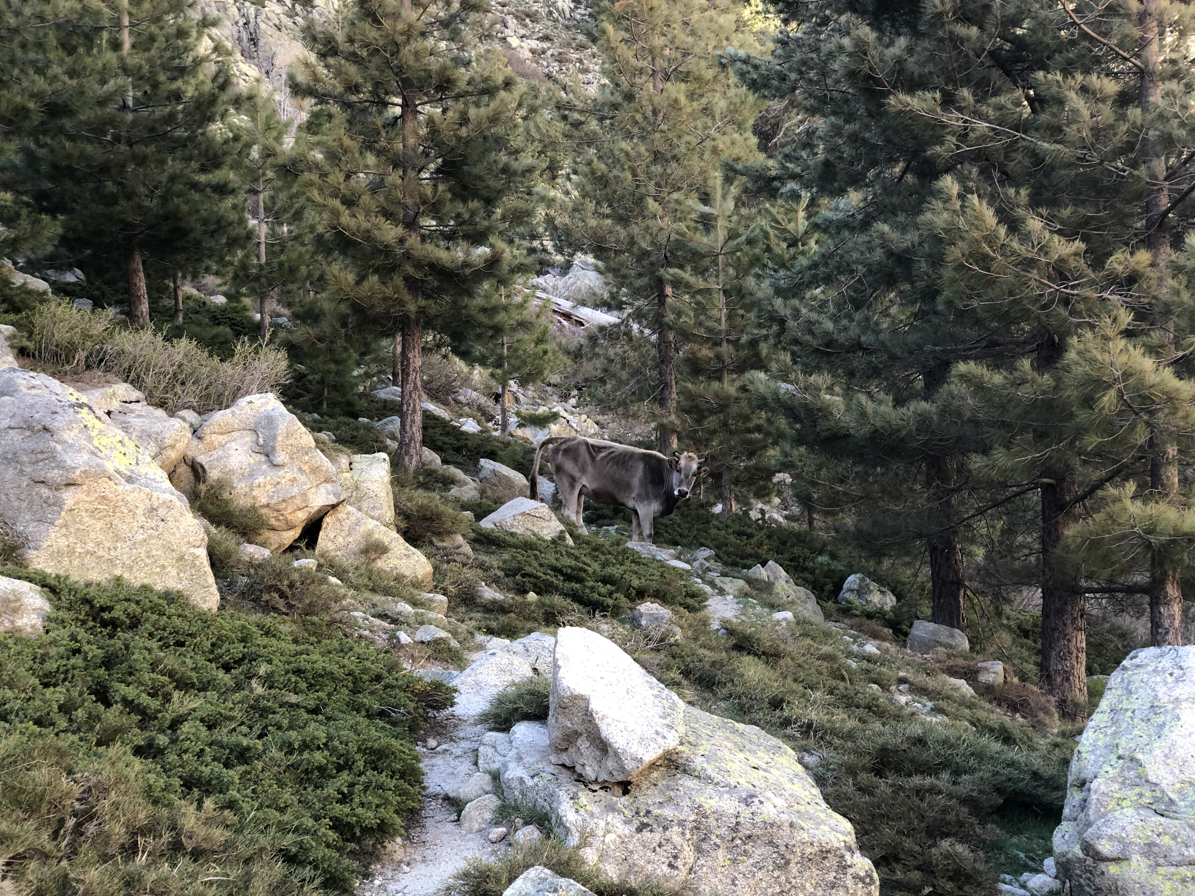 照片 法国(France) 科西嘉岛(Corsica) 梅洛湖和卡皮泰洛湖(Lac de Melo et Capitello) 2021-06 94