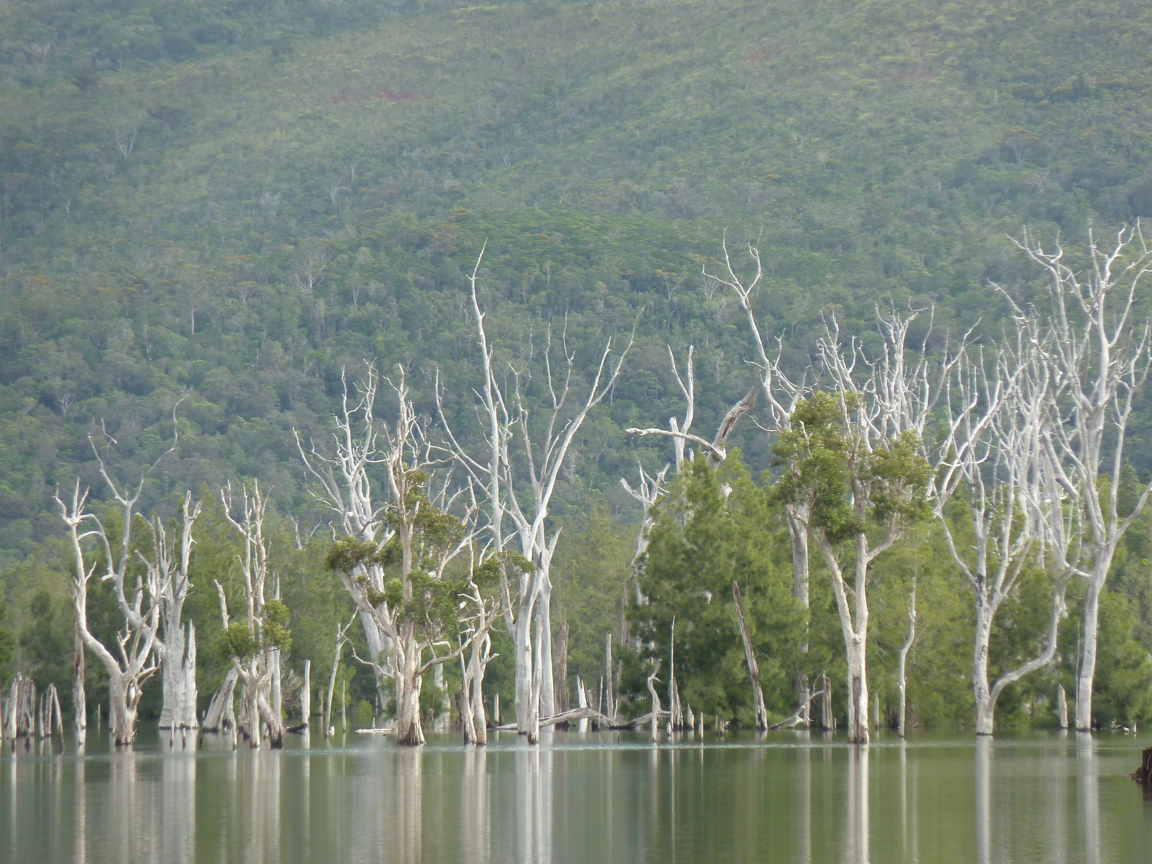 照片 新喀里多尼亚(New Caledonia) 蓝河公园(Parc de la Riviere Bleue) 2010-05 148