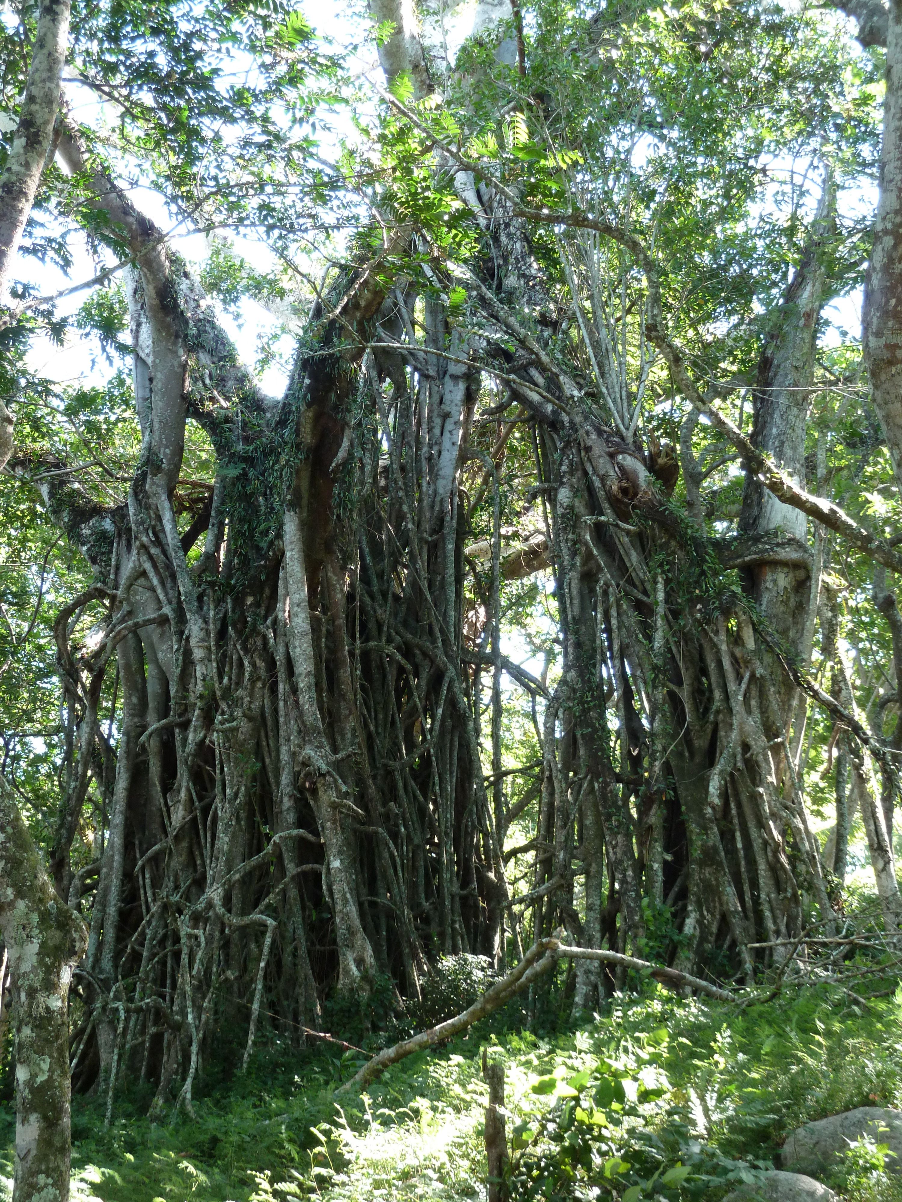 照片 斐济(Fiji) 塔武尼山堡(Tavuni Hill Fort) 2010-05 12