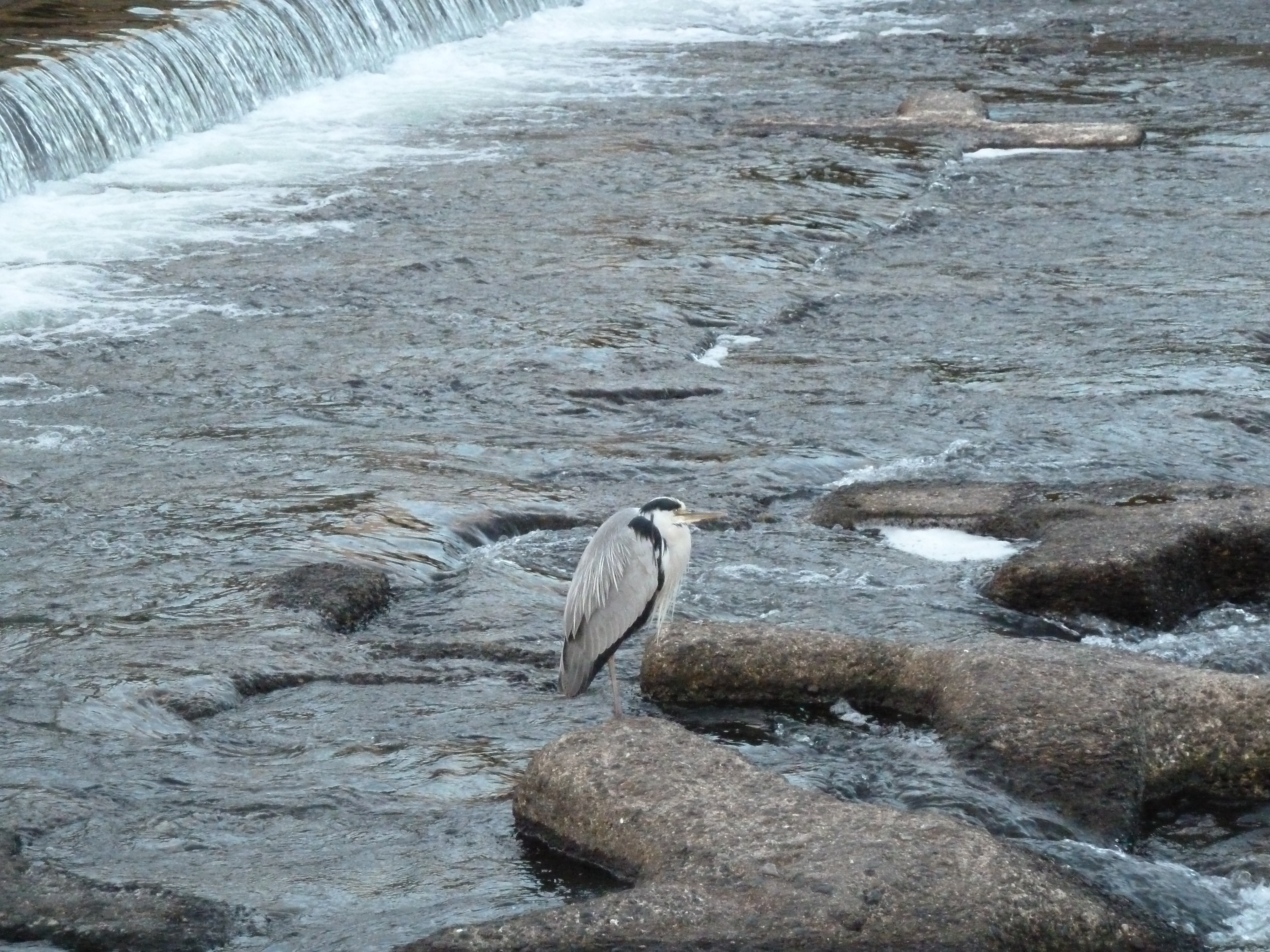 照片 日本(Japan) 京都(Kyoto) 鸭川(Kamo River) 2010-06 6