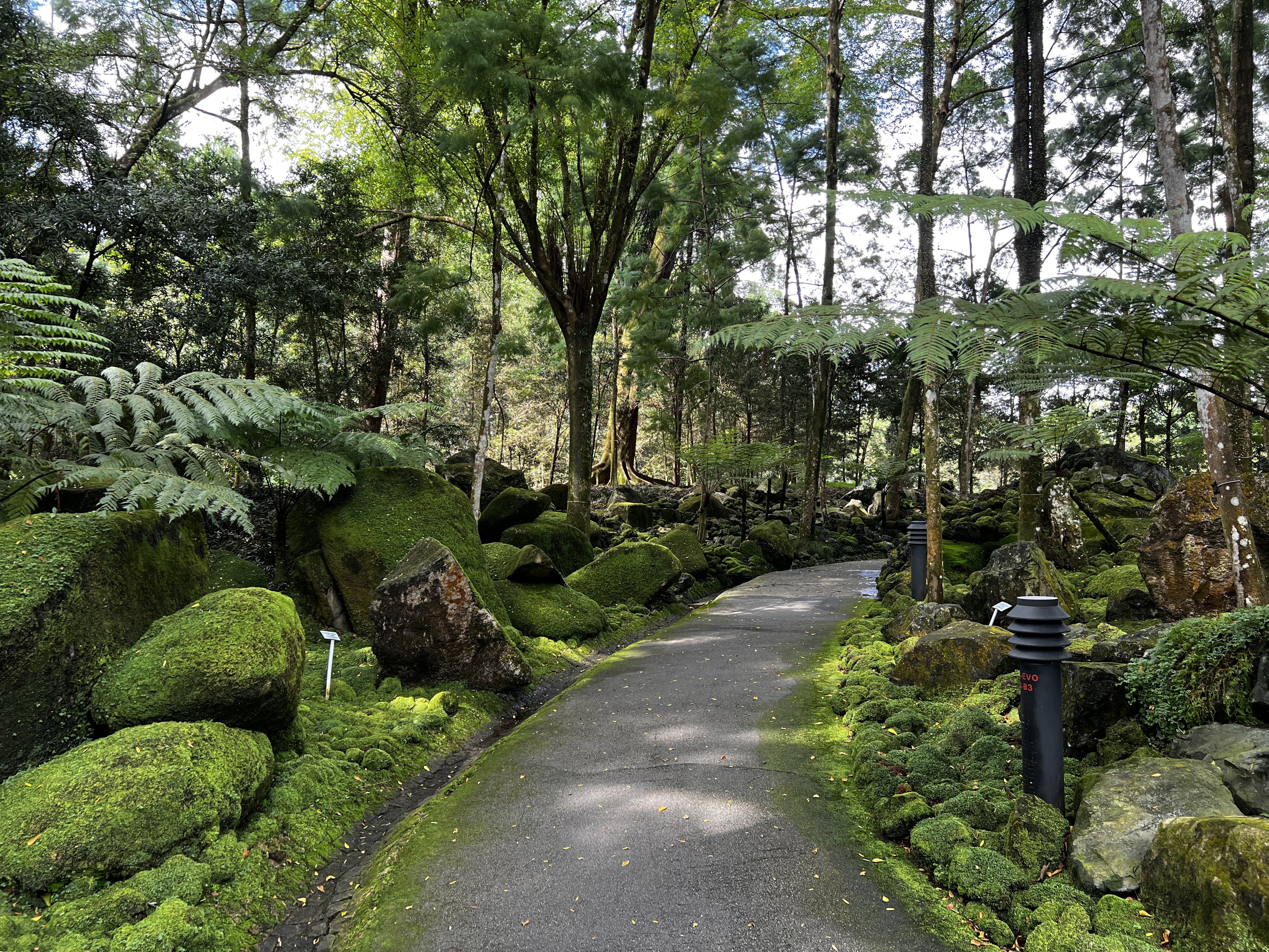 照片 新加坡(Singapore) 新加坡植物园(Singapore Botanic Gardens) 2023-01 0