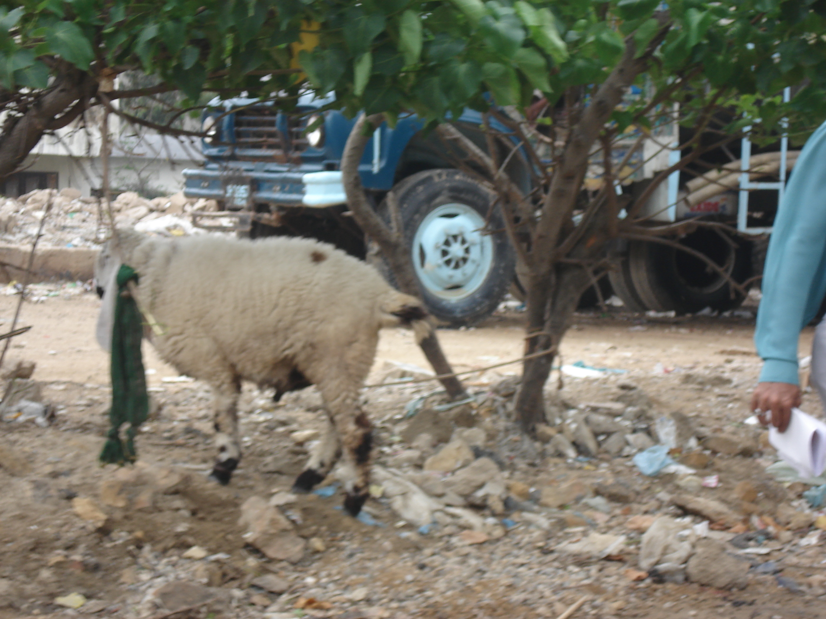 照片 巴基斯坦(Pakistan) 卡拉奇(Karachi) 2006-08 14