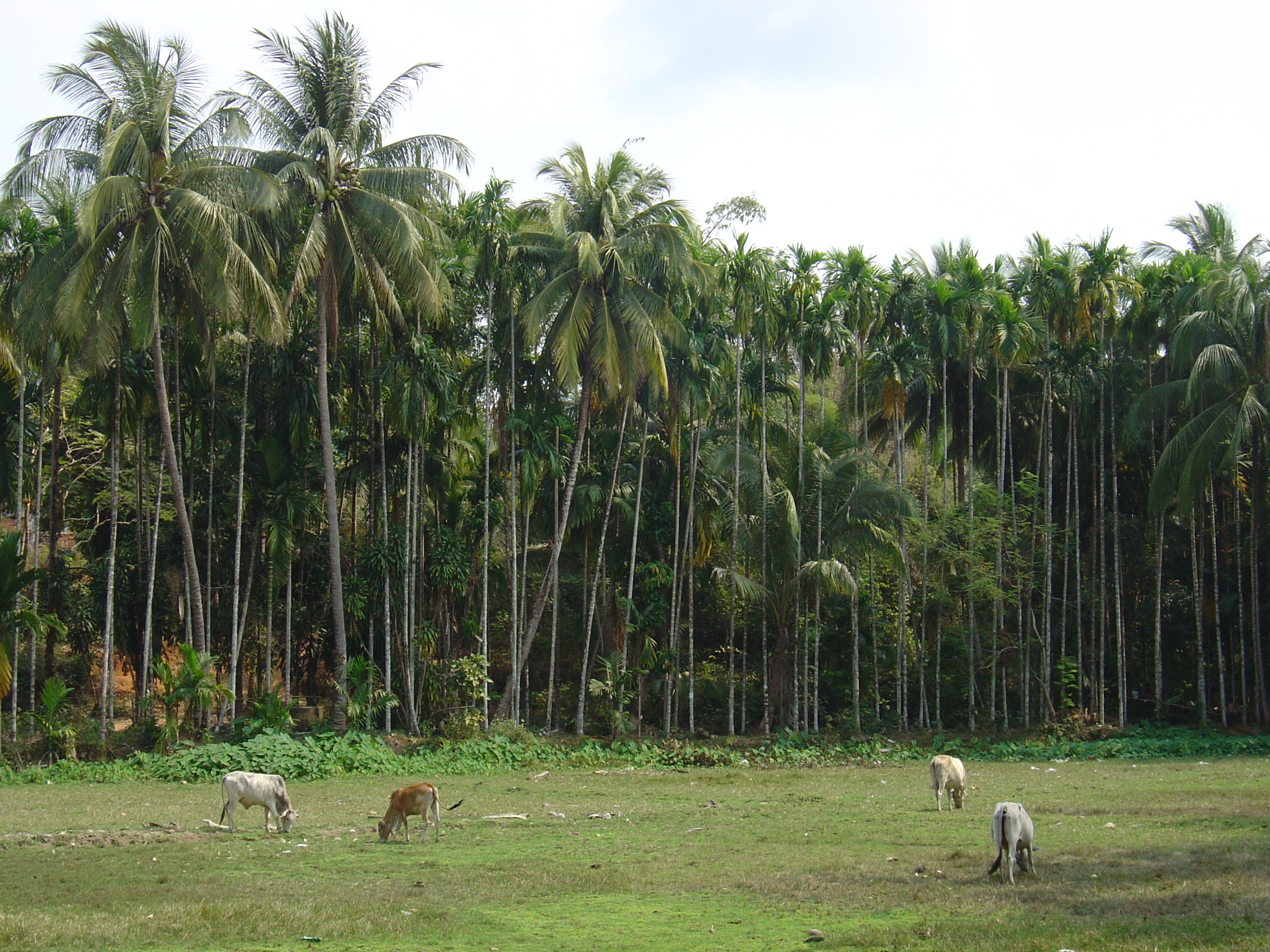 照片 缅甸(Myanmar) 茂马干北部(Maungmagan North) 2005-01 62
