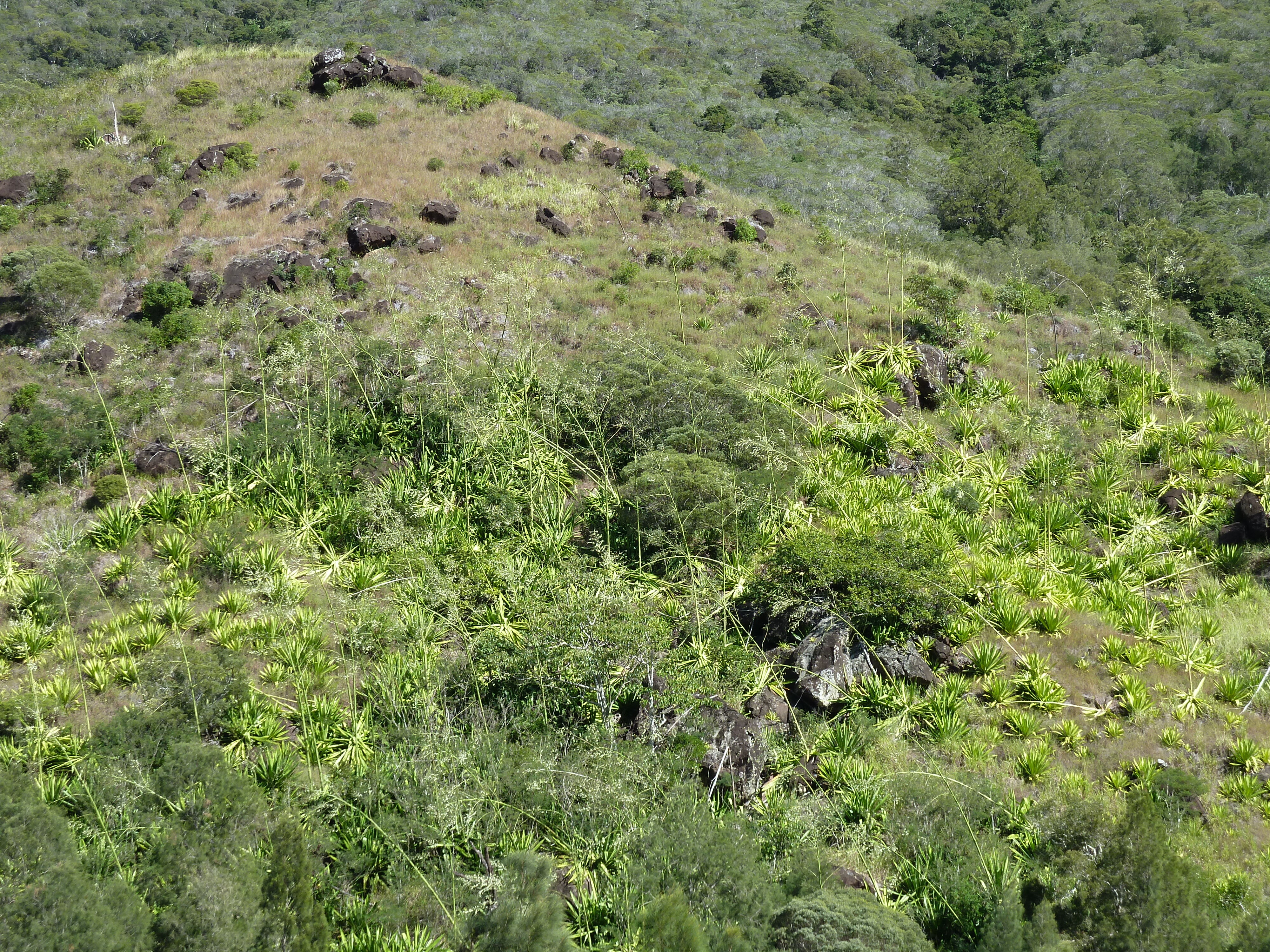 照片 新喀里多尼亚(New Caledonia) 通图塔至蒂奥公路(Tontouta to Thio road) 2010-05 32