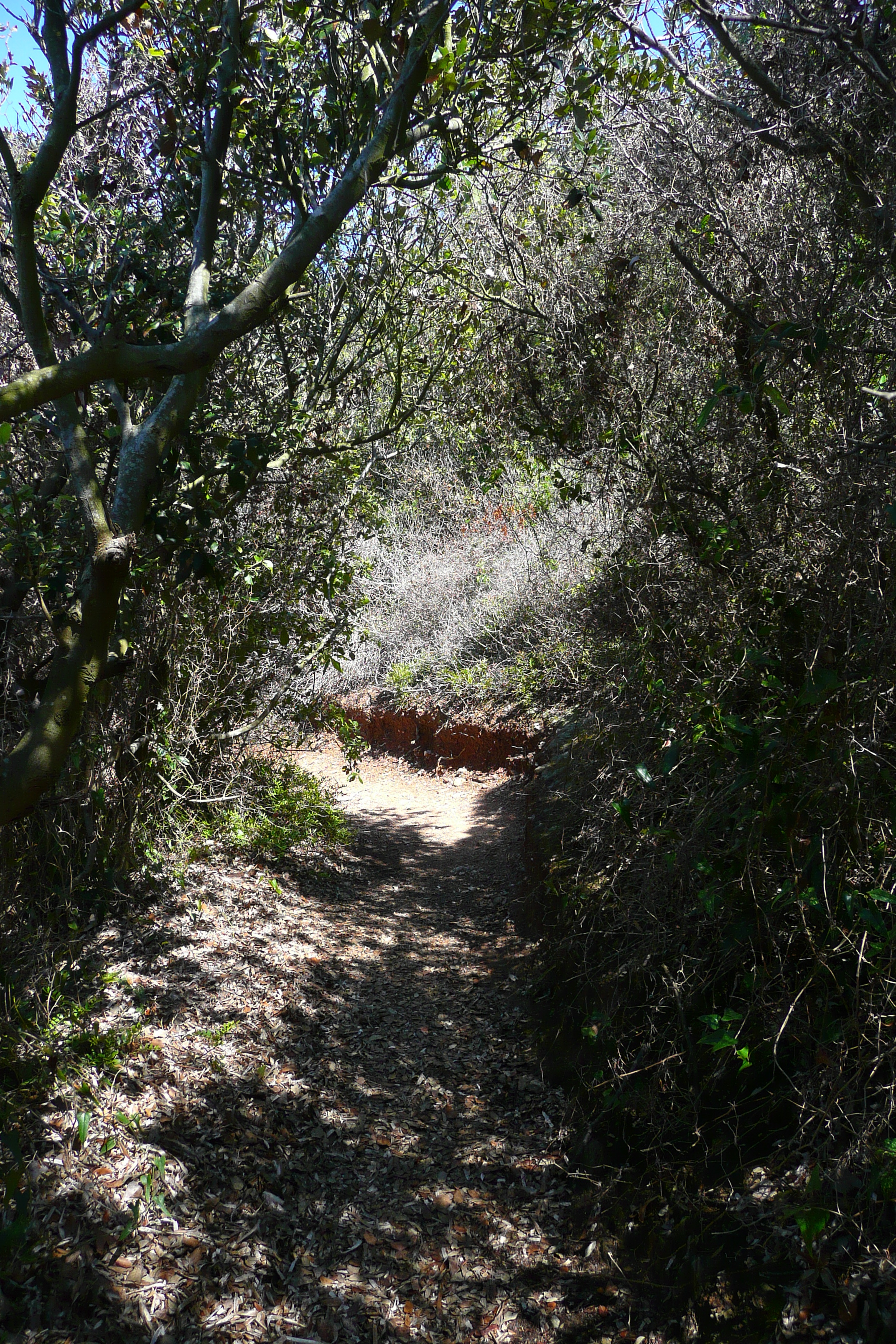 照片 法国(France) 波克罗勒岛(Porquerolles Island) 勒坎角(Pointe du Lequin) 2008-05 35