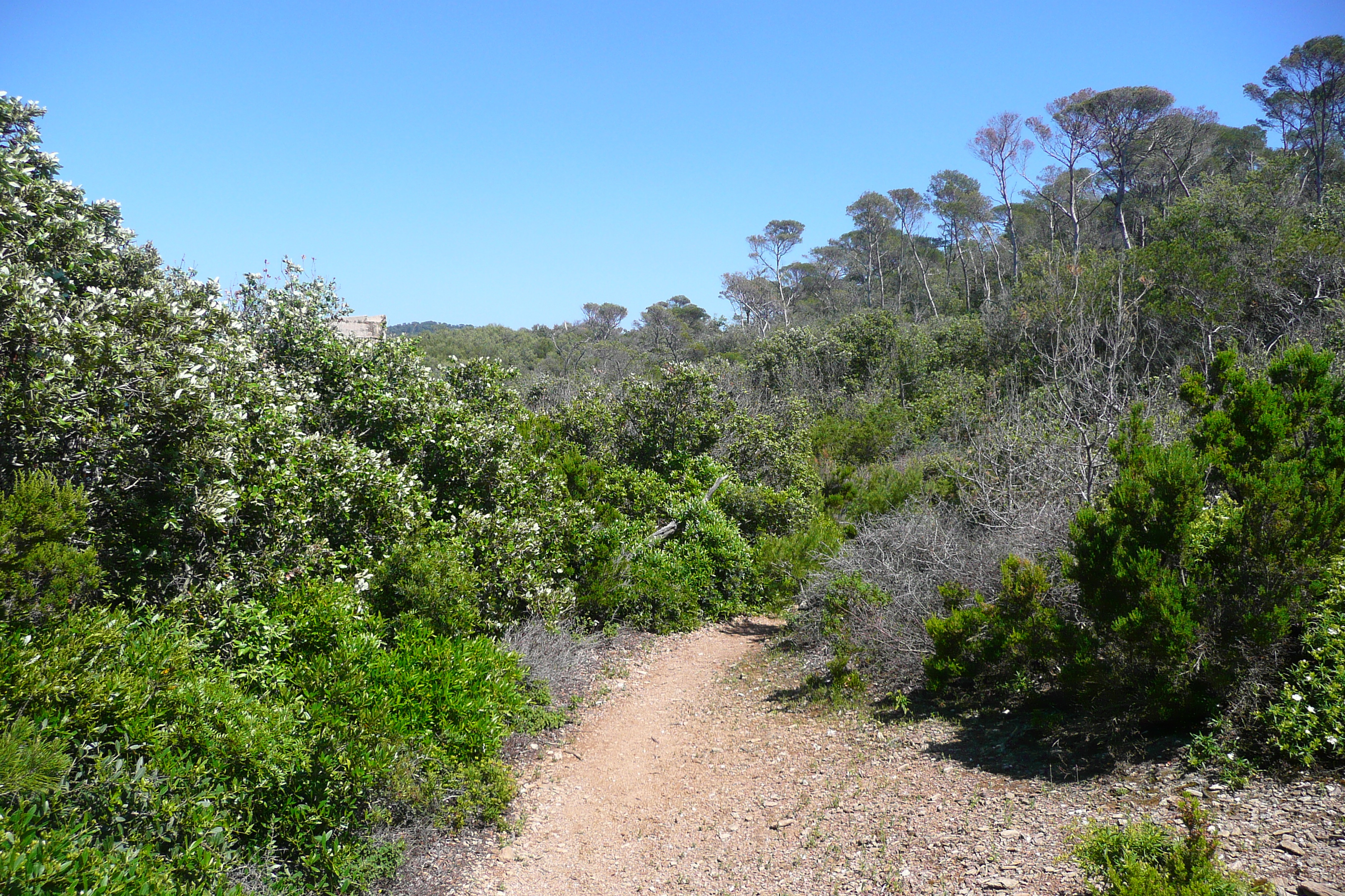 照片 法国(France) 波克罗勒岛(Porquerolles Island) 勒坎角(Pointe du Lequin) 2008-05 55