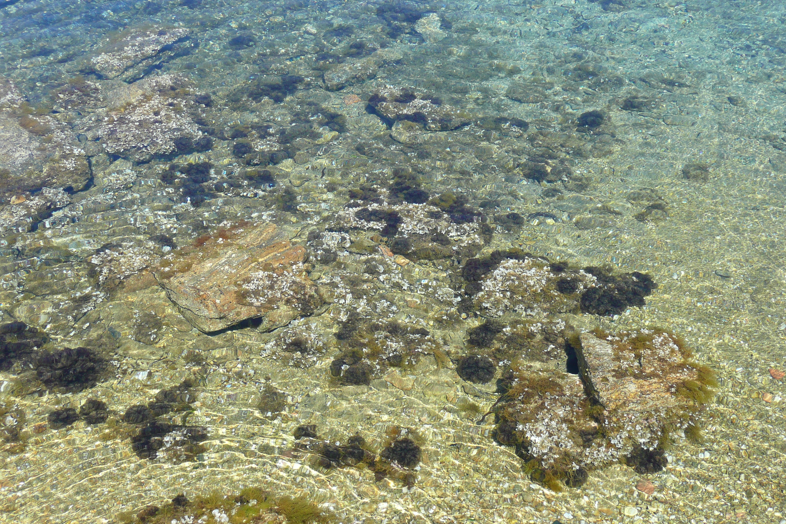 照片 法国(France) 波克罗勒岛(Porquerolles Island) 勒坎角(Pointe du Lequin) 2008-05 48