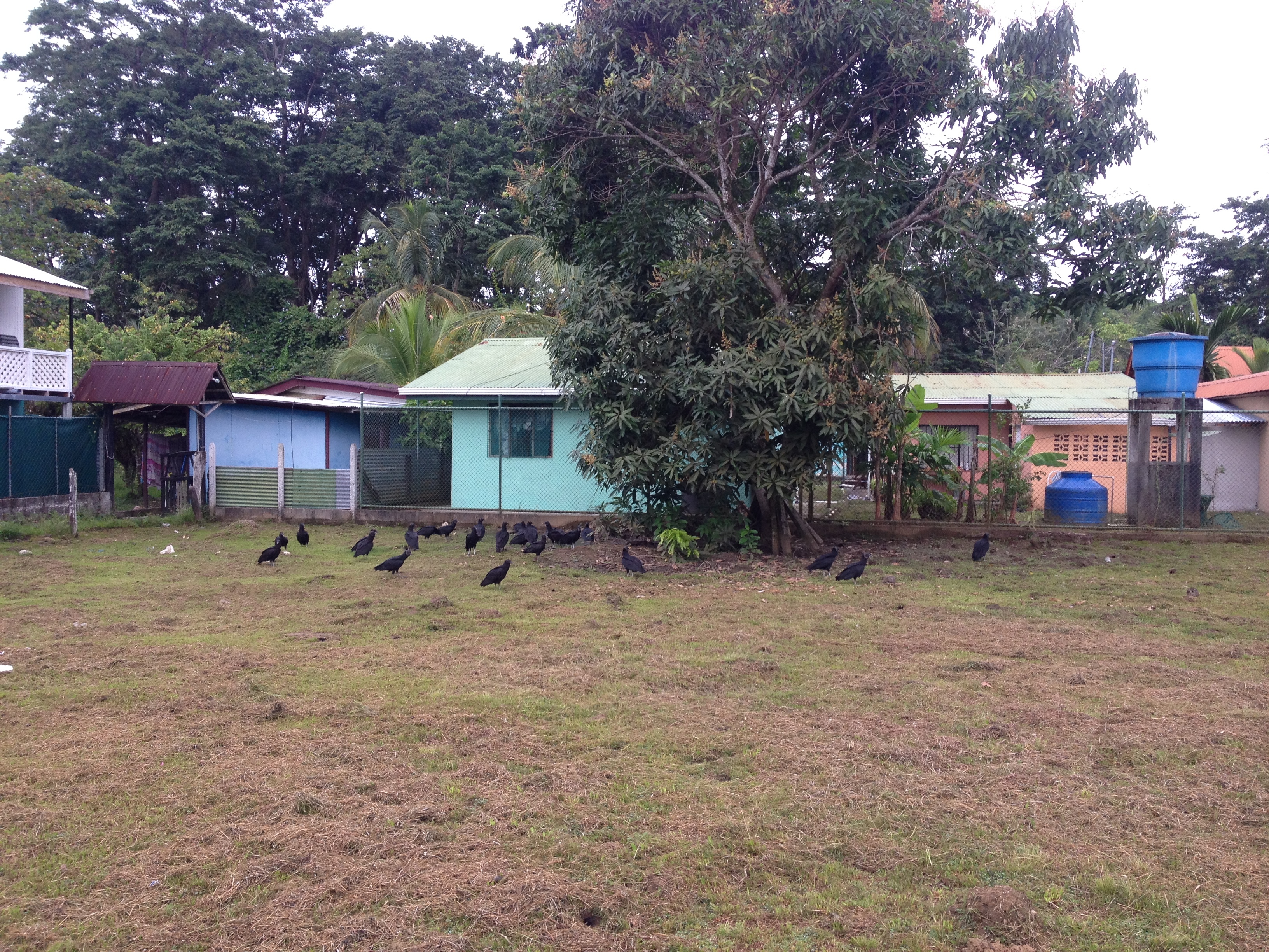 照片 哥斯达黎加(Costa Rica) 塔拉曼卡旧港(Puerto Viejo de Talamanca) 2015-03 111