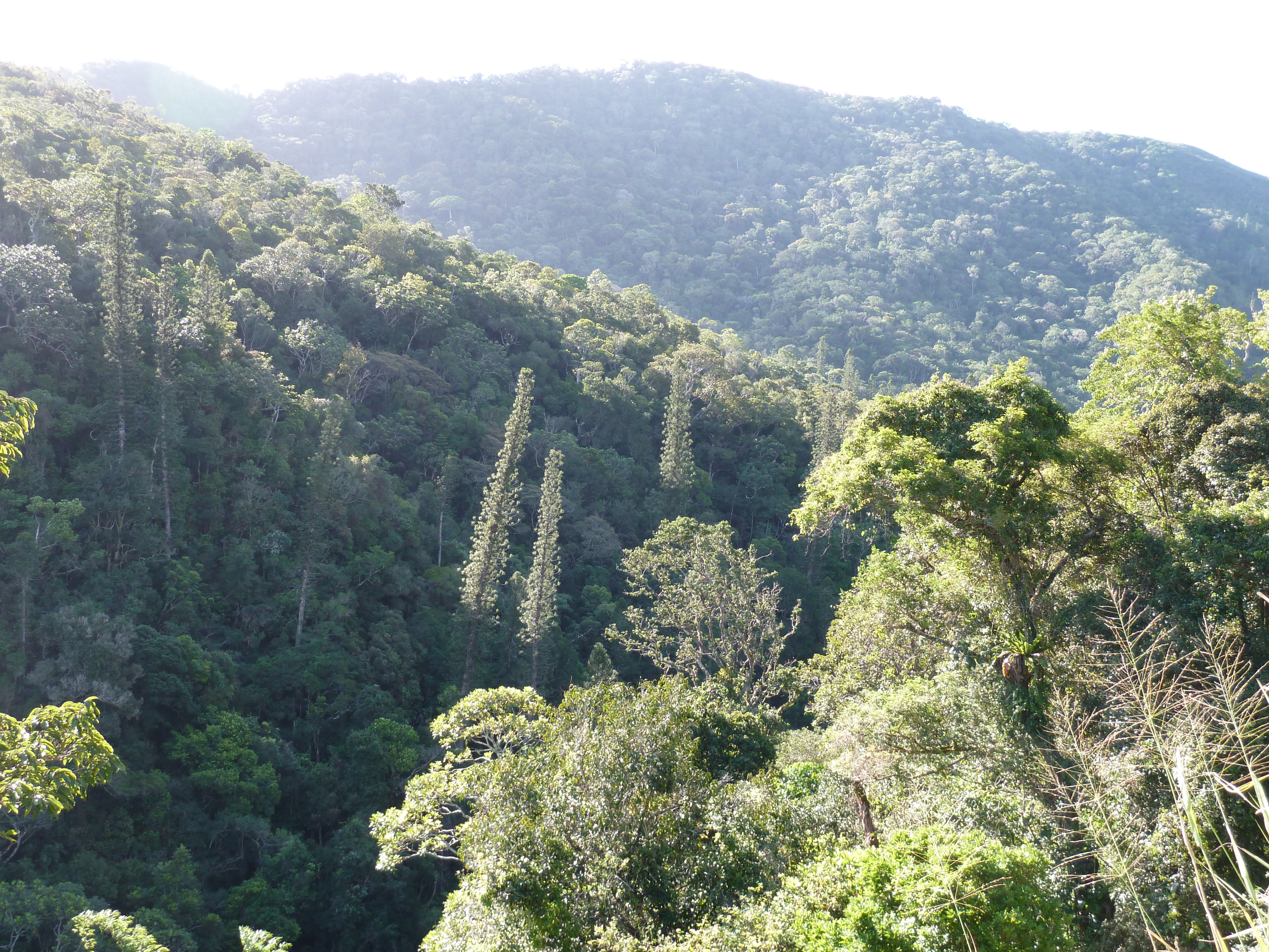 照片 新喀里多尼亚(New Caledonia) 卡纳拉至拉福阿公路(Canala to La Foa road) 2010-05 51