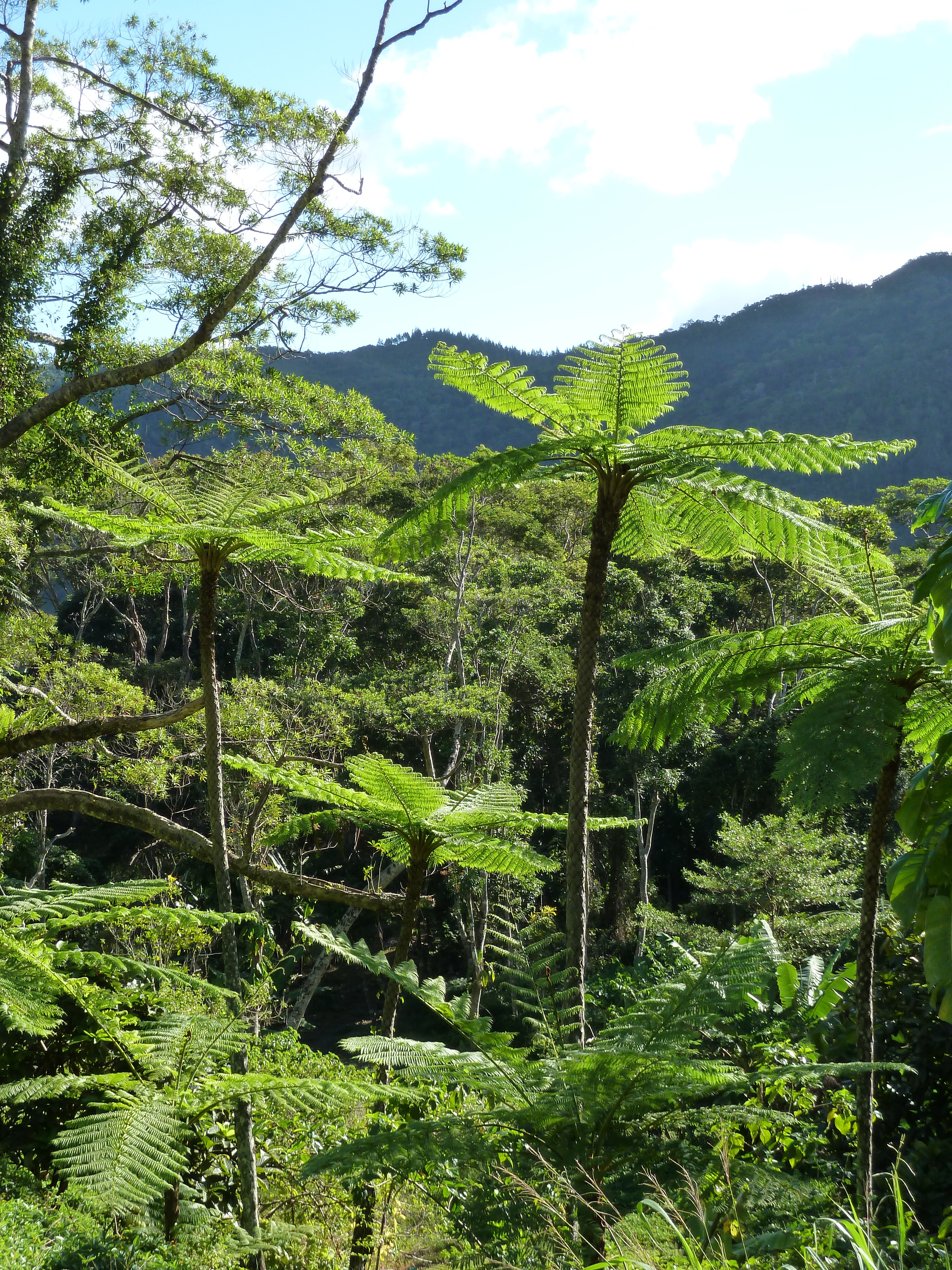 照片 新喀里多尼亚(New Caledonia) 卡纳拉至拉福阿公路(Canala to La Foa road) 2010-05 59