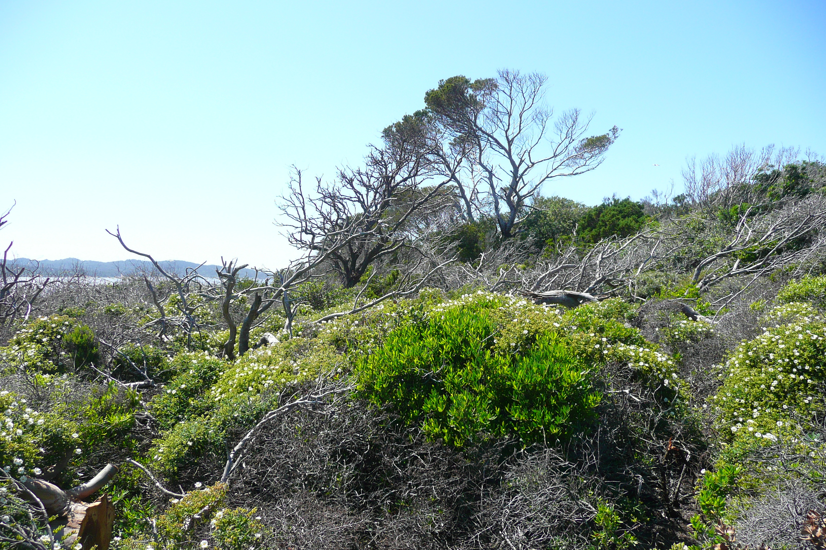 照片 法国(France) 波克罗勒岛(Porquerolles Island) 勒坎角(Pointe du Lequin) 2008-05 32