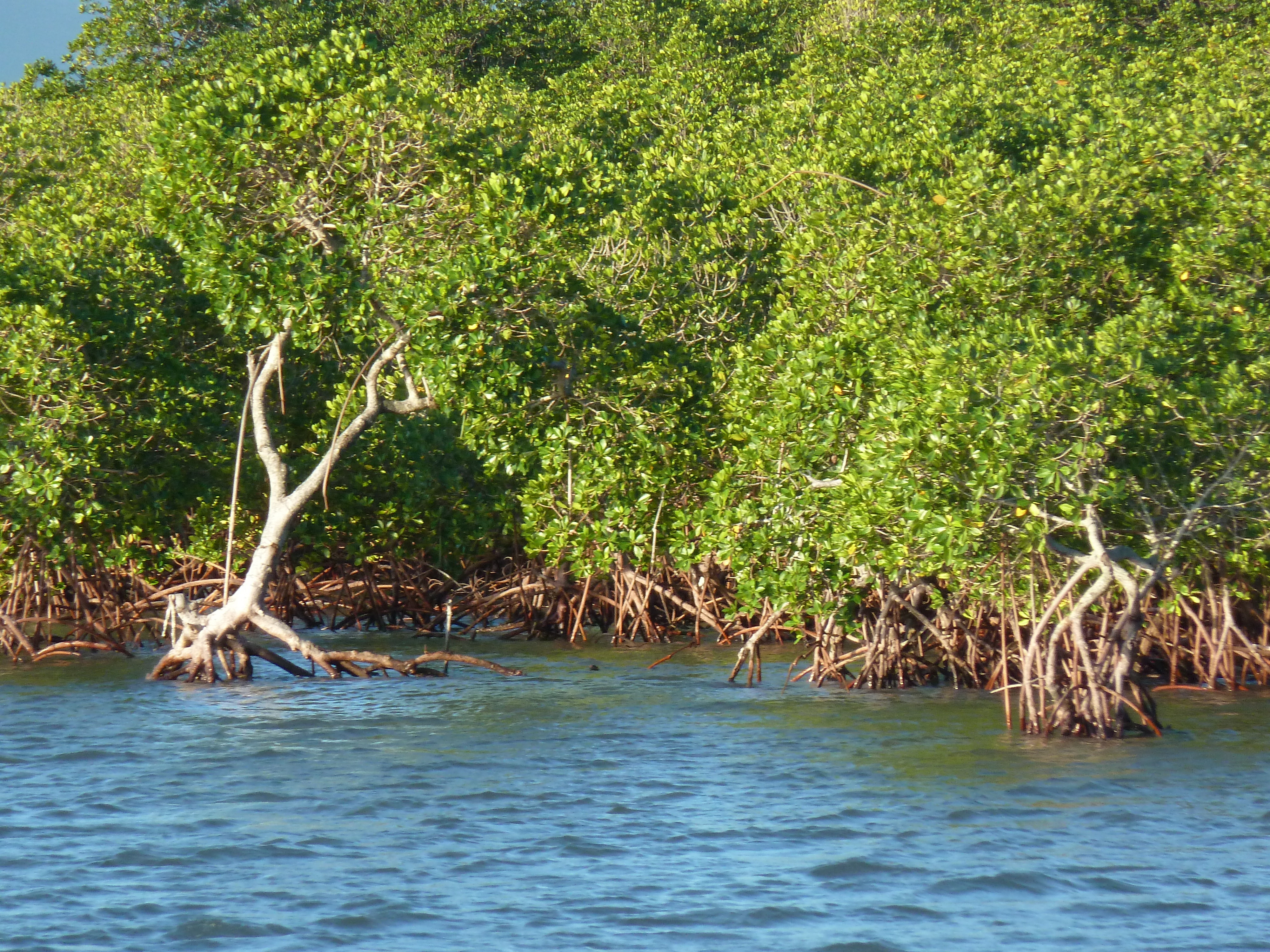 照片 斐济(Fiji) 丹娜努港(Port Denarau) 2010-05 26