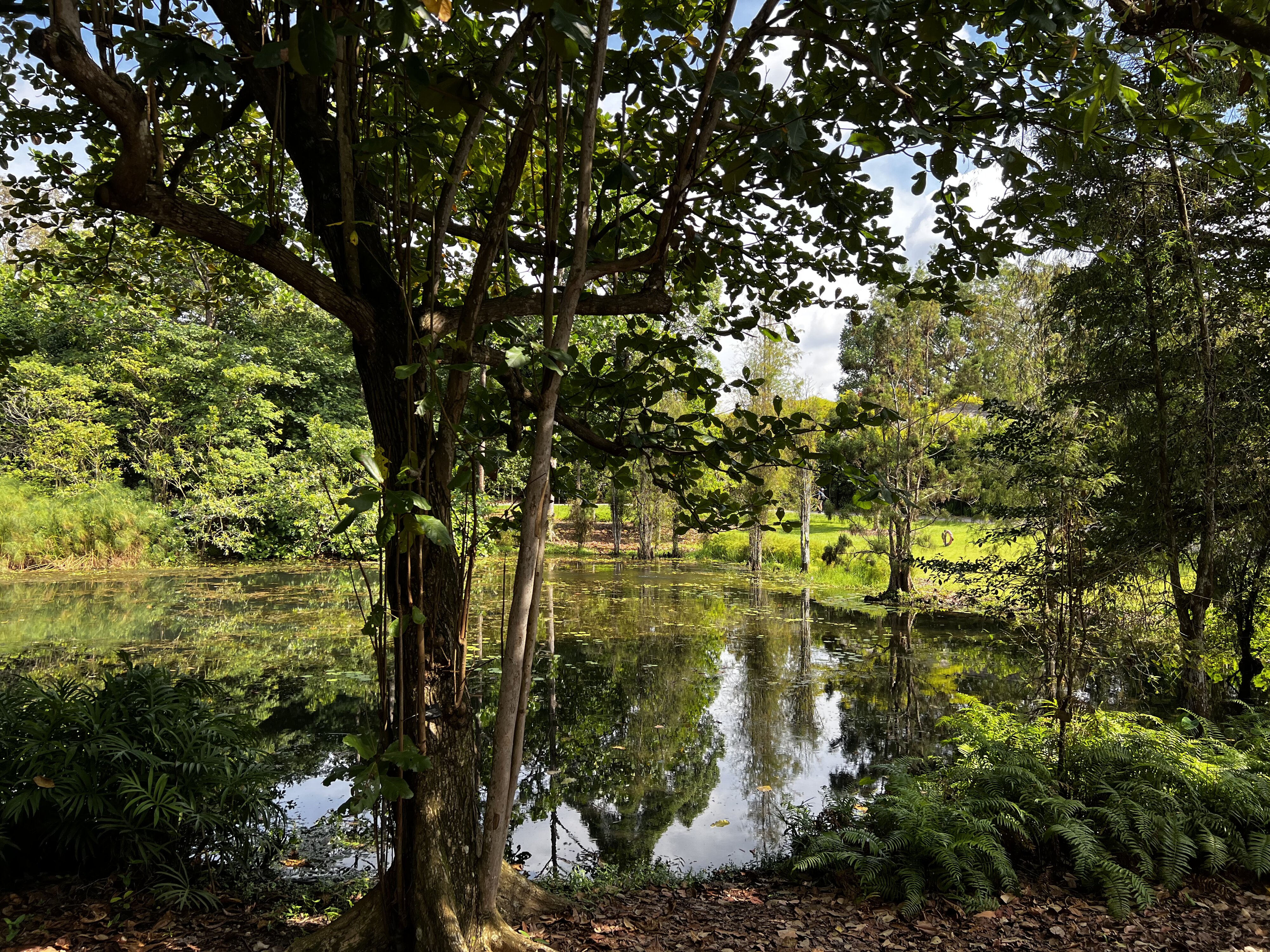 照片 新加坡(Singapore) 新加坡植物园(Singapore Botanic Gardens) 2023-01 85