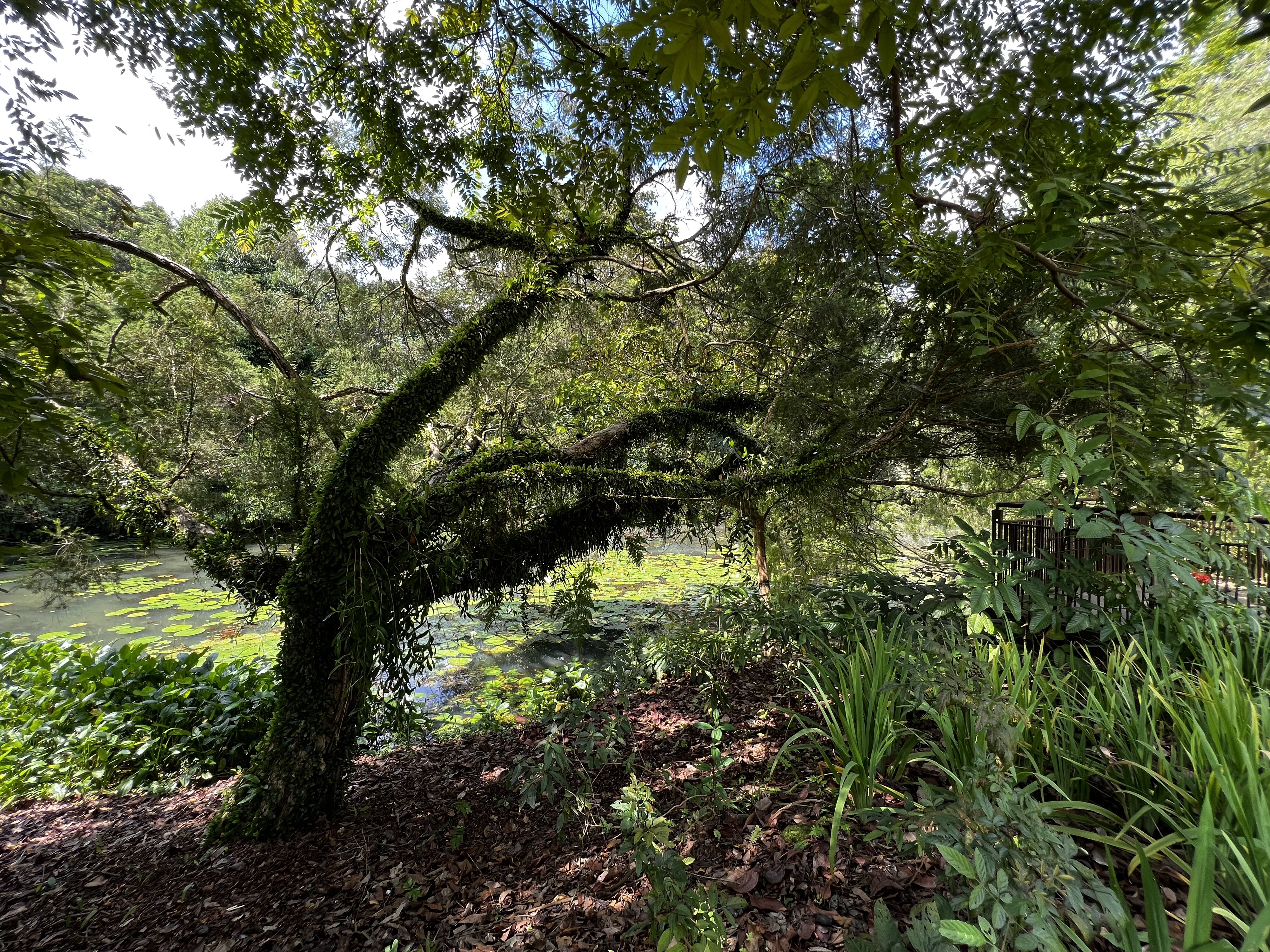 照片 新加坡(Singapore) 新加坡植物园(Singapore Botanic Gardens) 2023-01 27