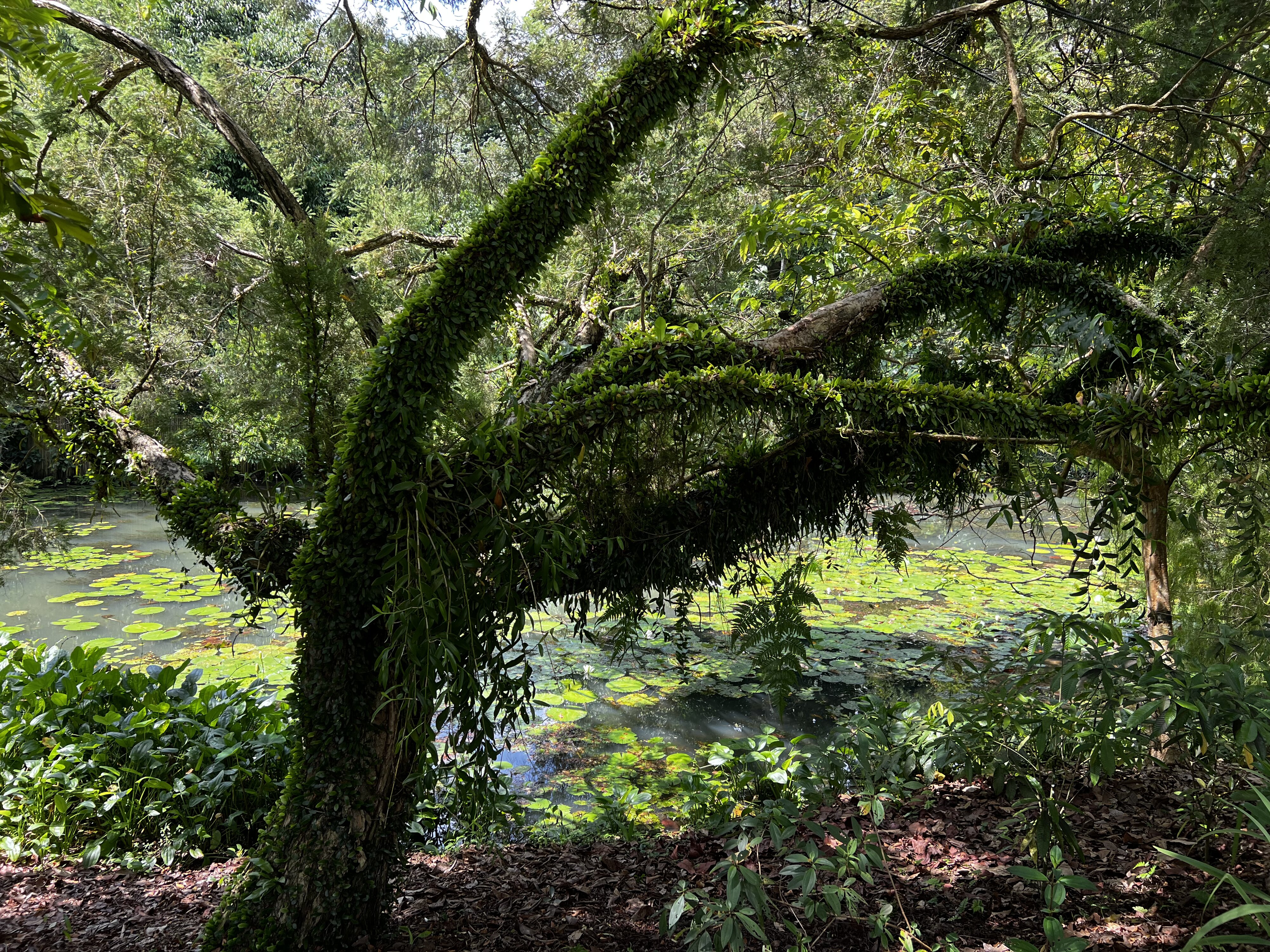 照片 新加坡(Singapore) 新加坡植物园(Singapore Botanic Gardens) 2023-01 98