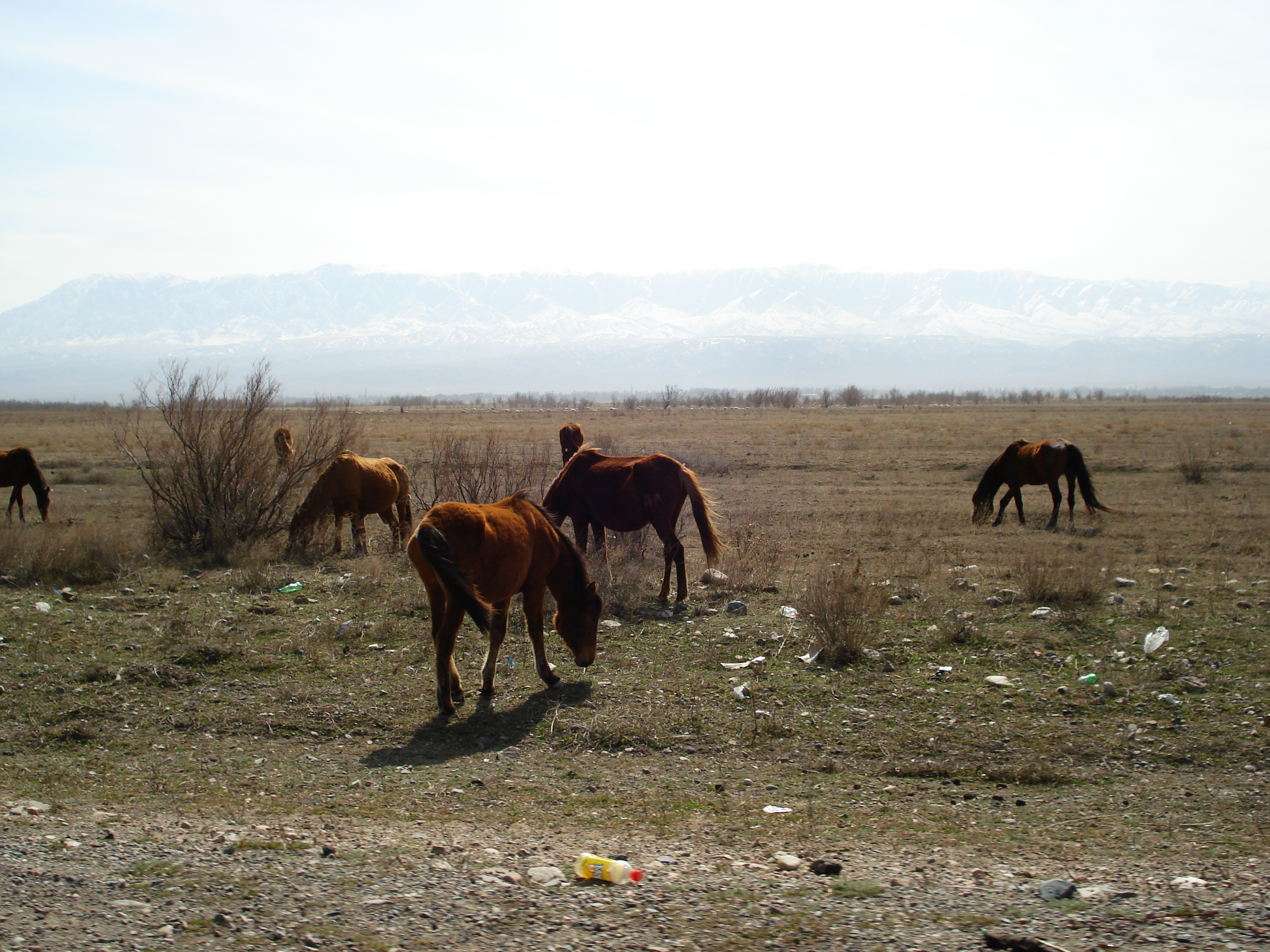 照片 哈萨克斯坦(Kazakhstan) 阿拉木图至恰伦峡谷公路(Almaty to Charyn Canyon road) 2007-03 120