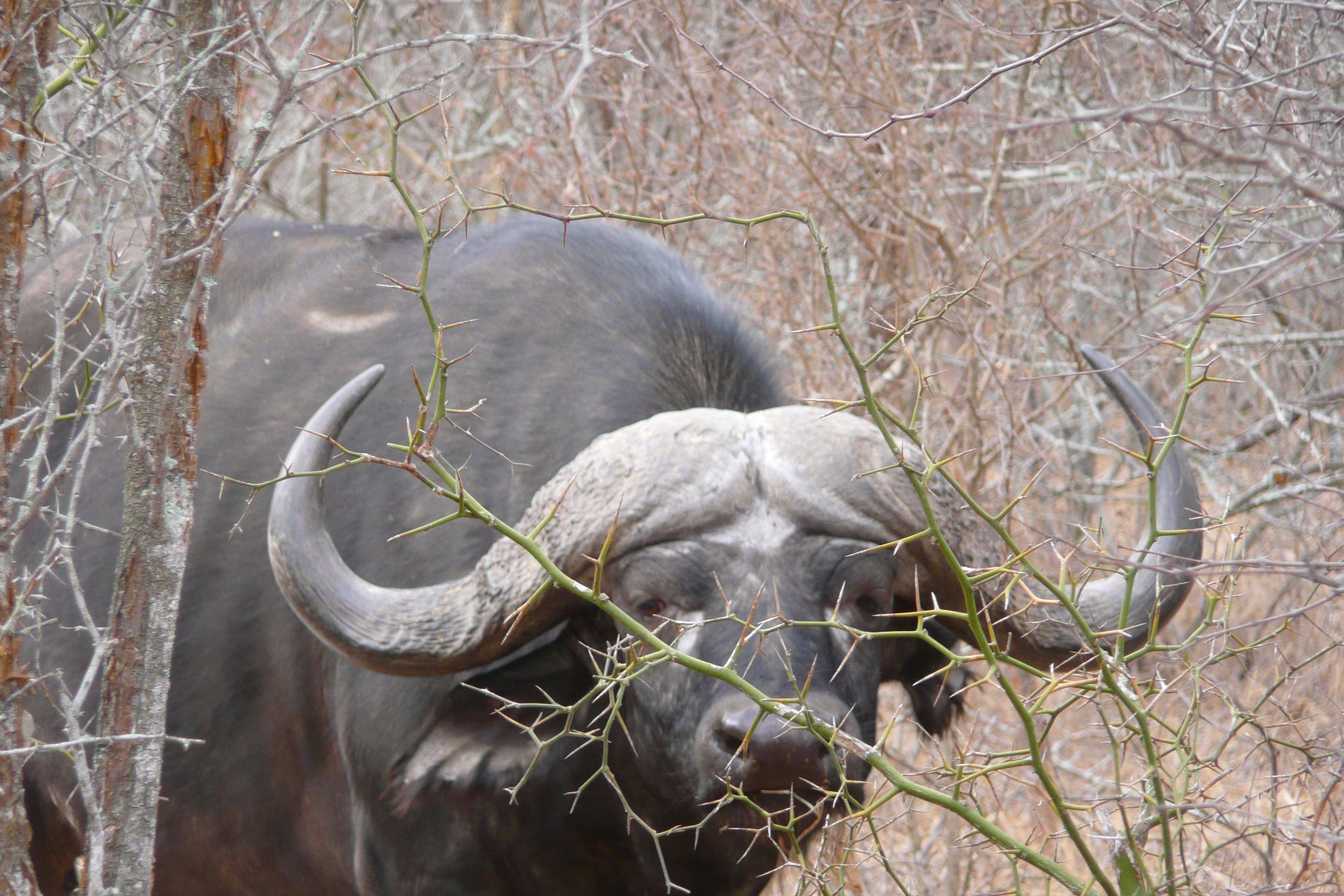 照片 南非(South Africa) 克鲁格国家公园(Kruger National Park) 萨布尔河(Sable River) 2008-09 2