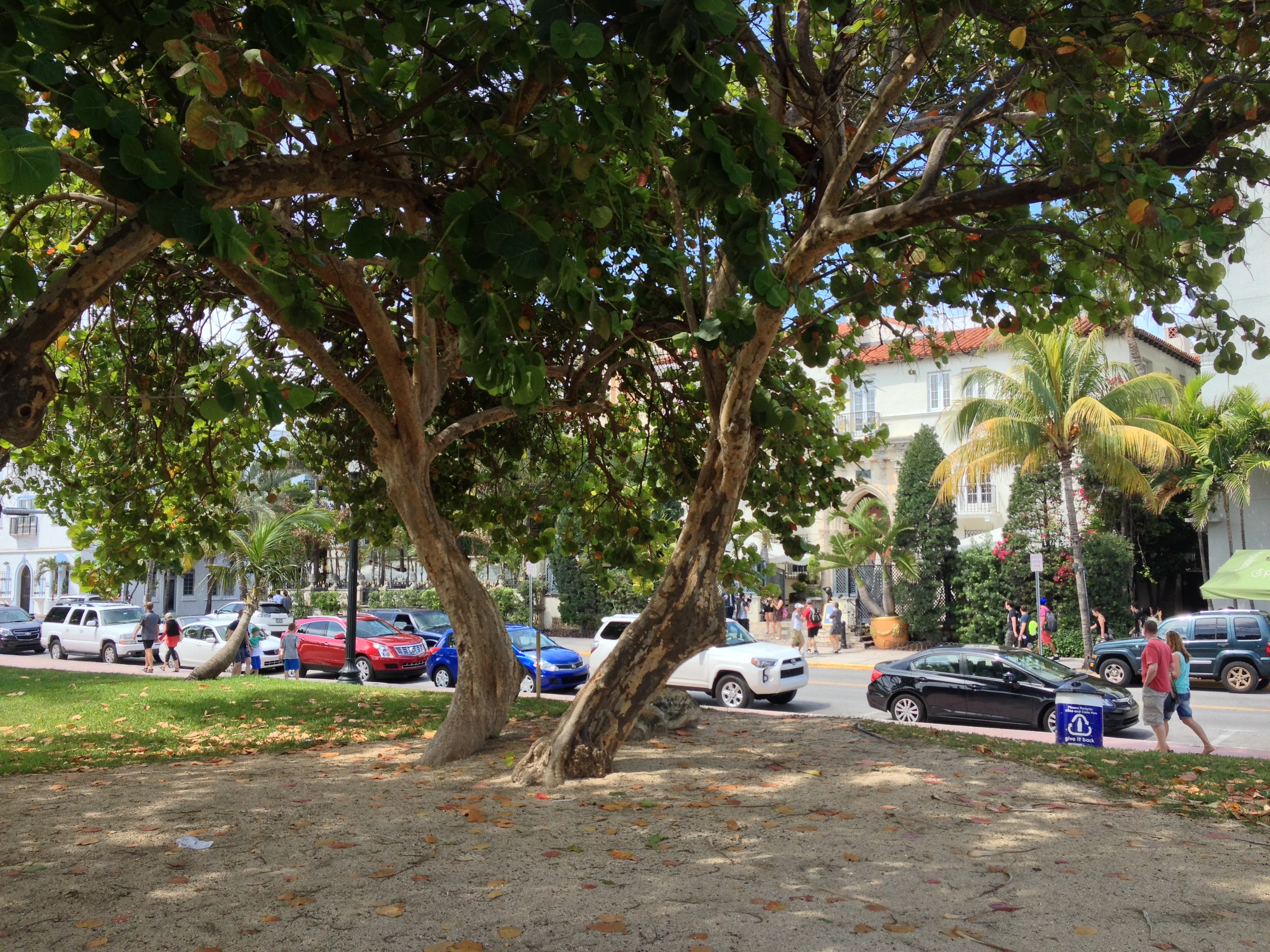 照片 美国(United States) 迈阿密海滩(Miami Beach) 2015-03 120