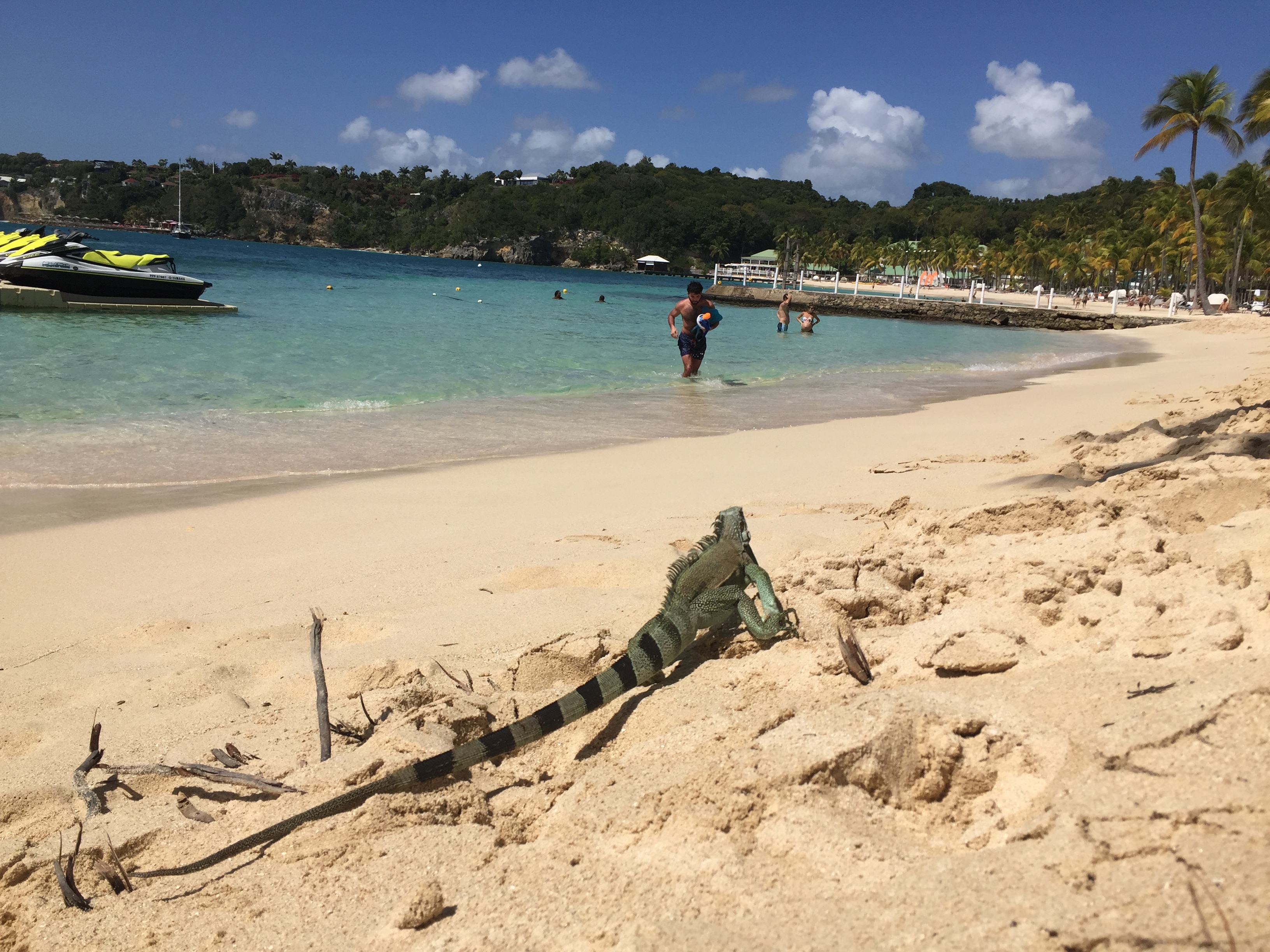 照片 瓜德罗普(Guadeloupe) 卡拉维尔海滩(La Caravelle Beach) 2021-02 88