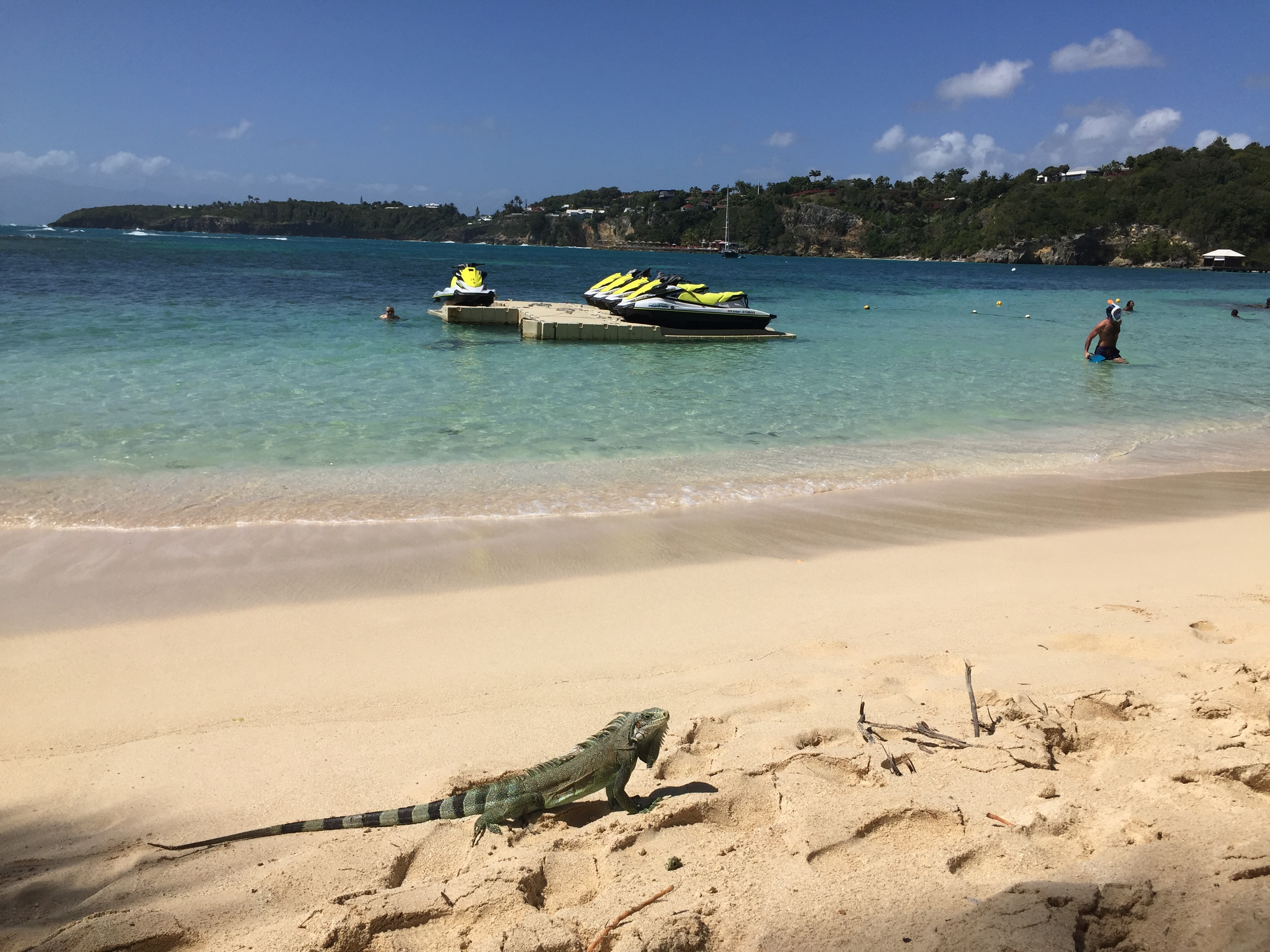 照片 瓜德罗普(Guadeloupe) 卡拉维尔海滩(La Caravelle Beach) 2021-02 75