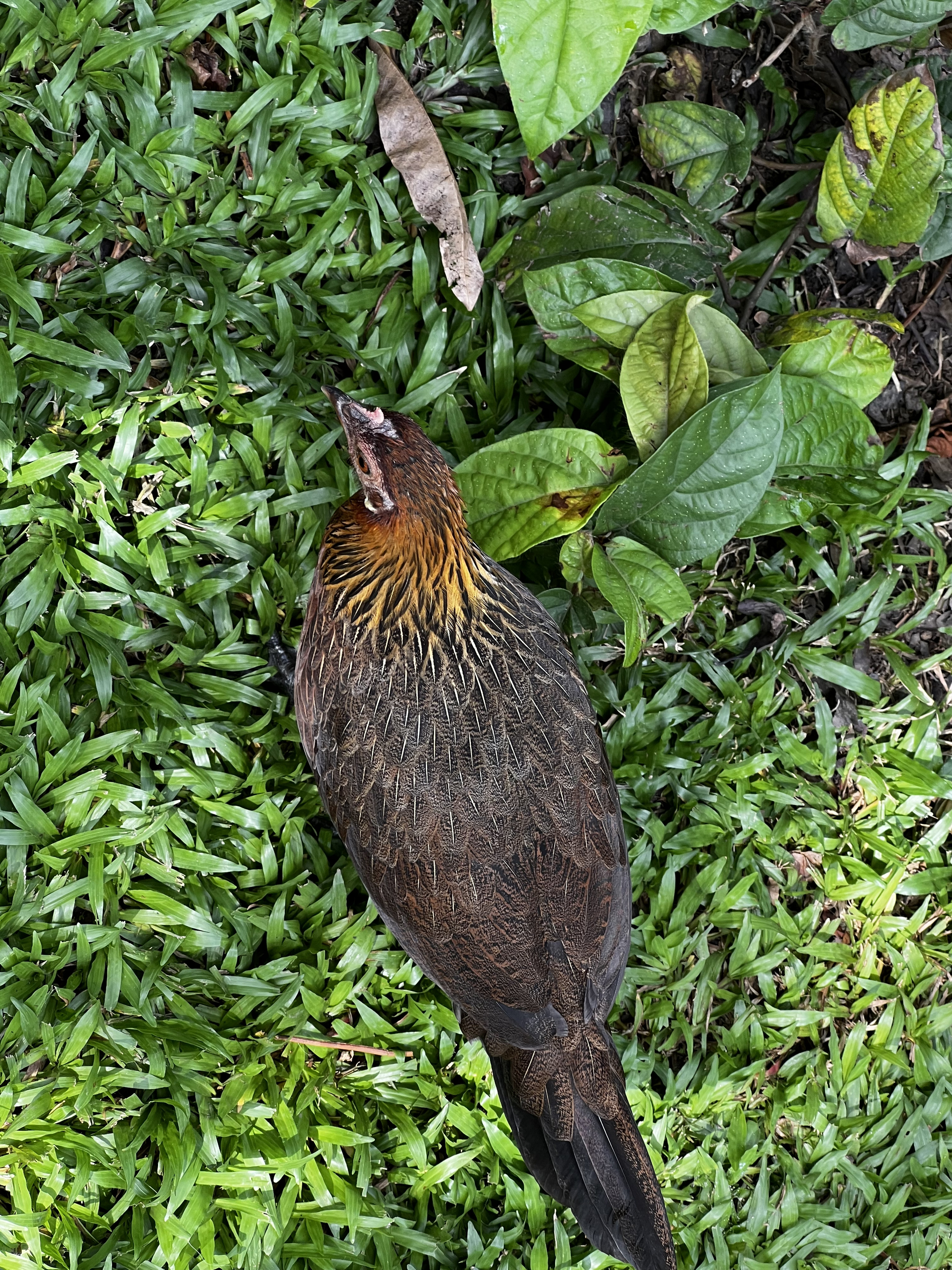 照片 新加坡(Singapore) 新加坡植物园(Singapore Botanic Gardens) 2023-01 103