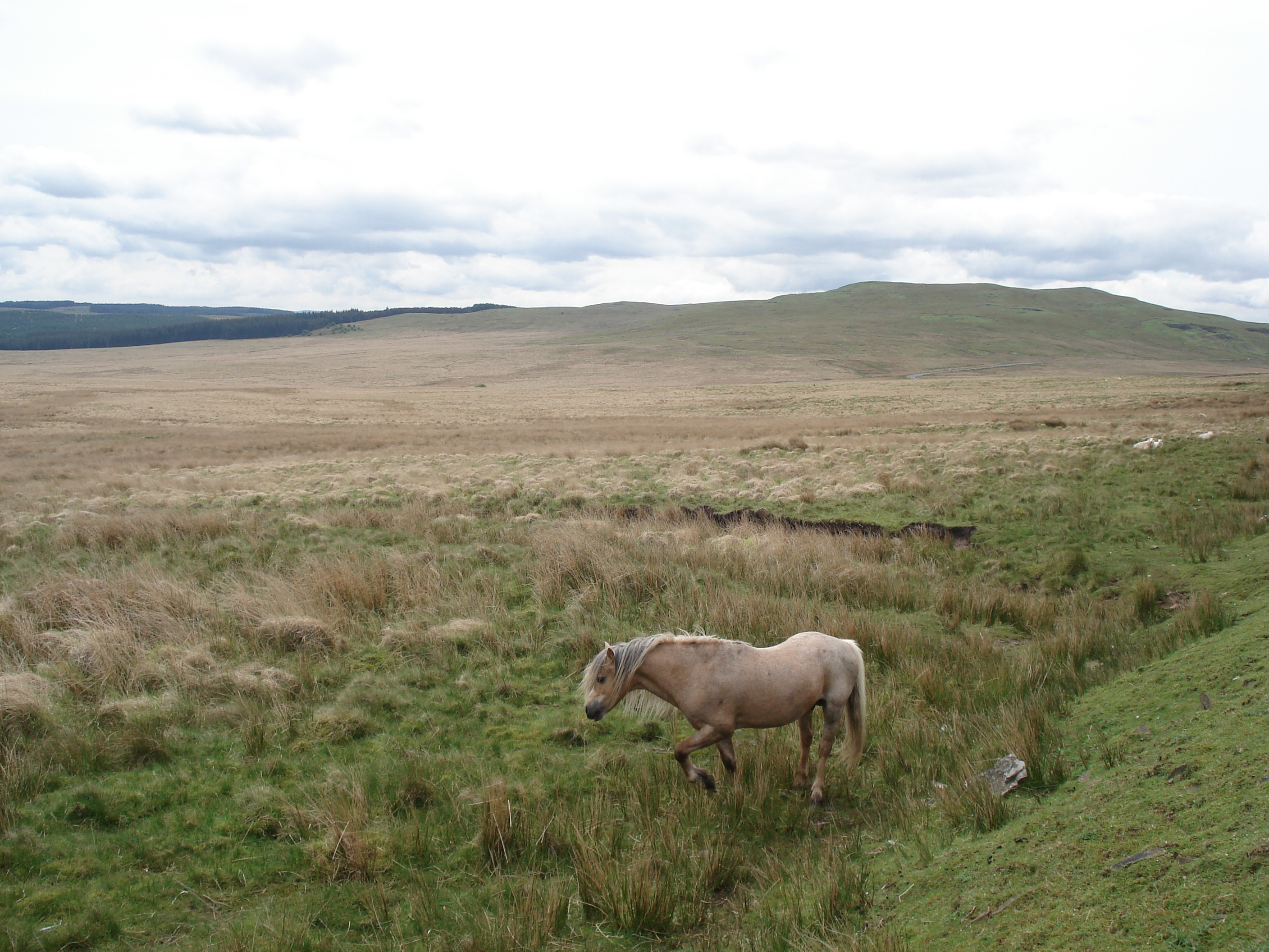 照片 英国(United Kingdom) 布雷肯比肯斯国家公园(Brecon Beacons National Park) 2006-05 25
