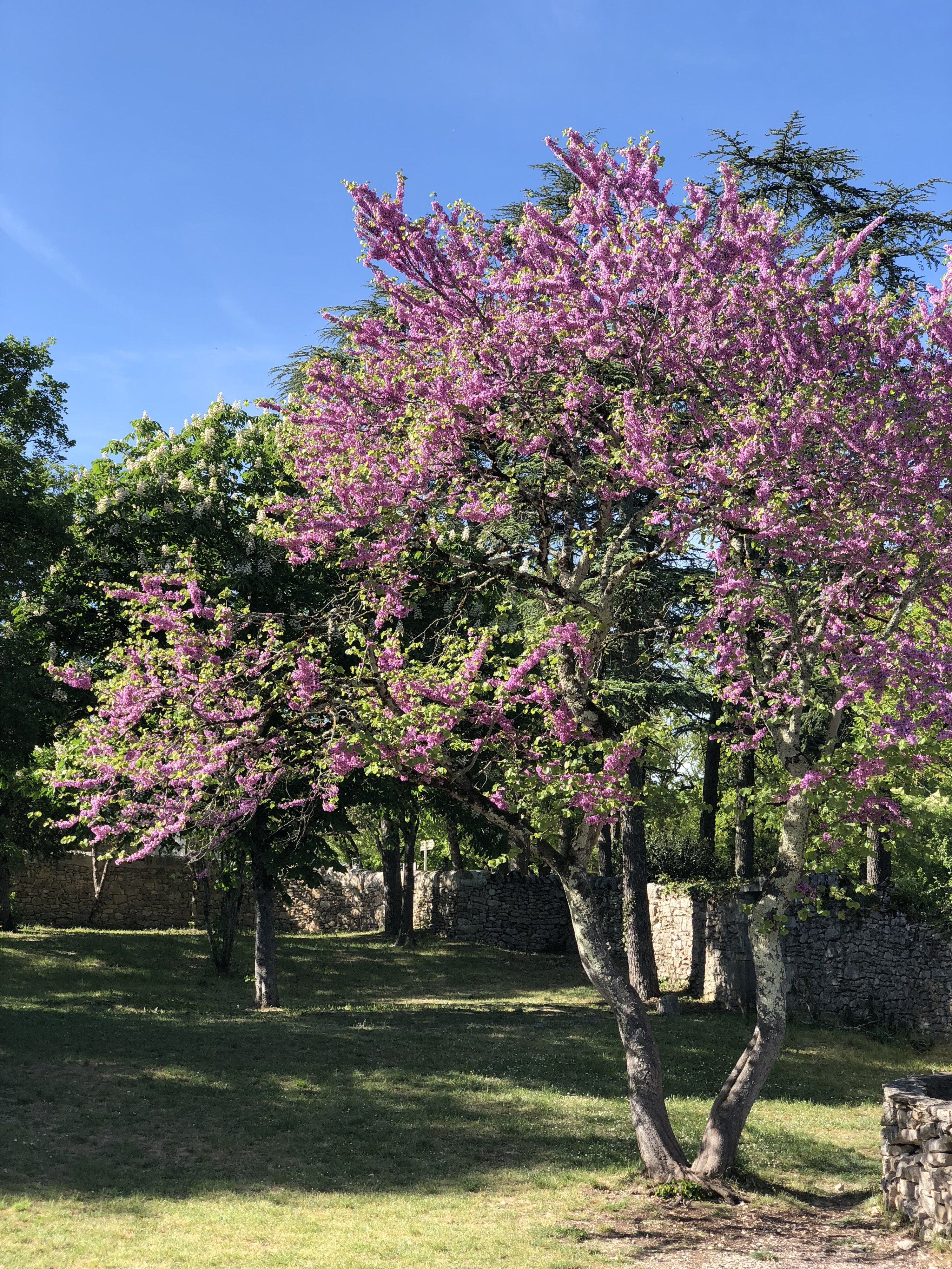 照片 法国(France) 罗卡马杜尔(Rocamadour) 2018-04 43