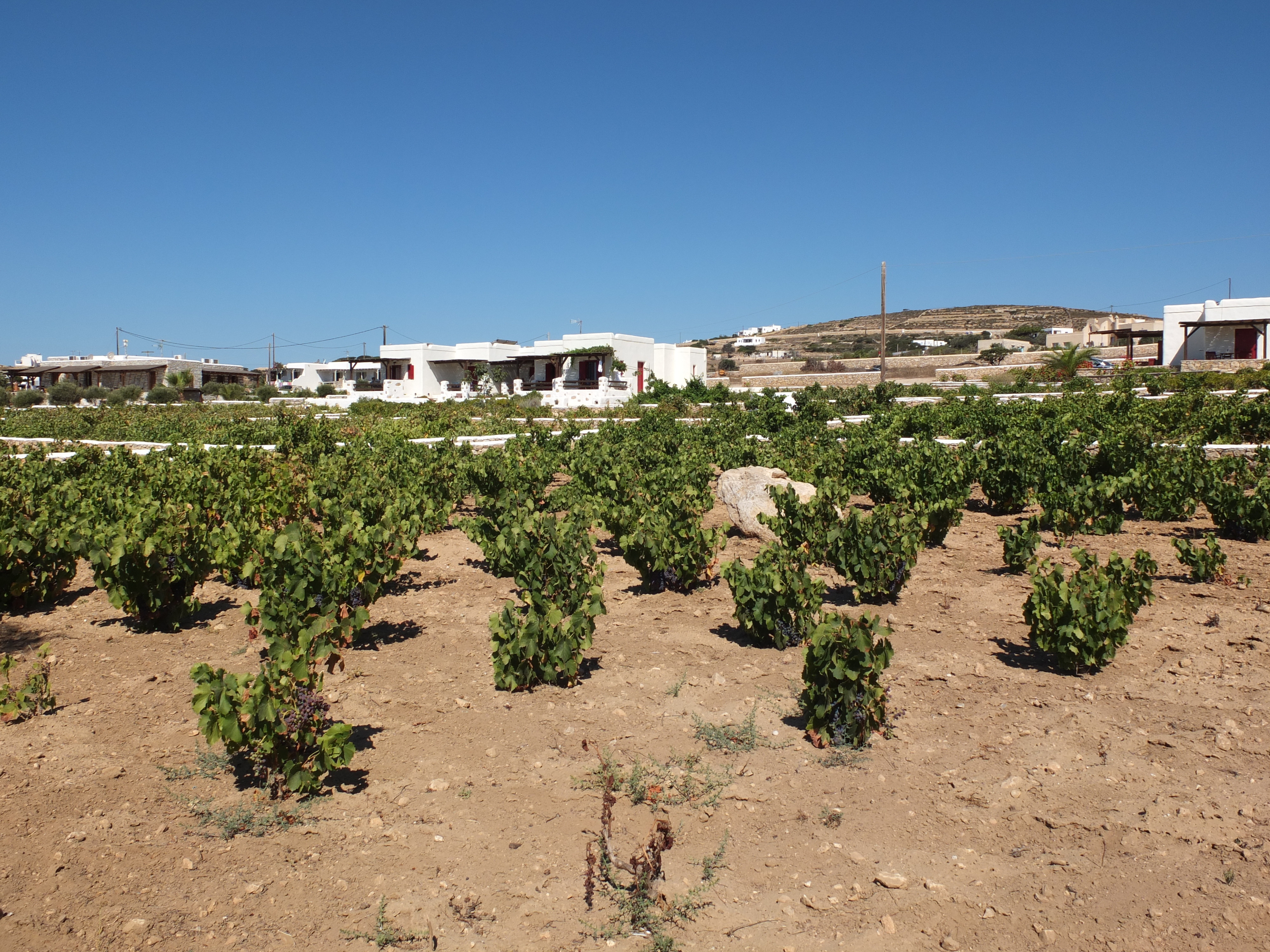 照片 希腊(Greece) 库福尼西亚群岛(Koufonissia) 2014-07 29