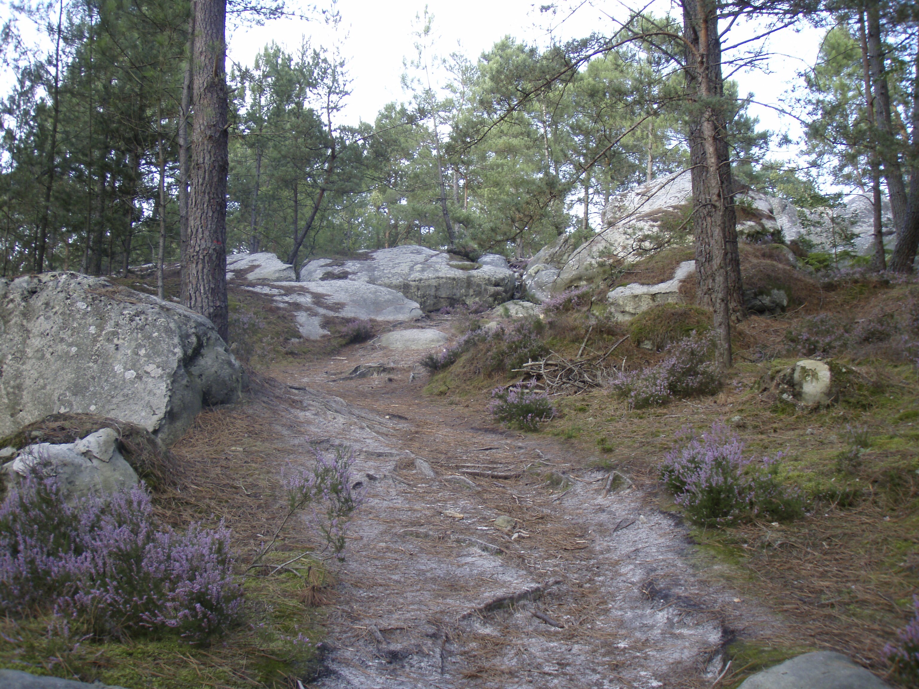 照片 法国(France) 枫丹白露(Fontainebleau) 25丘步道(Circuit des 25 bosses) 2007-08 79