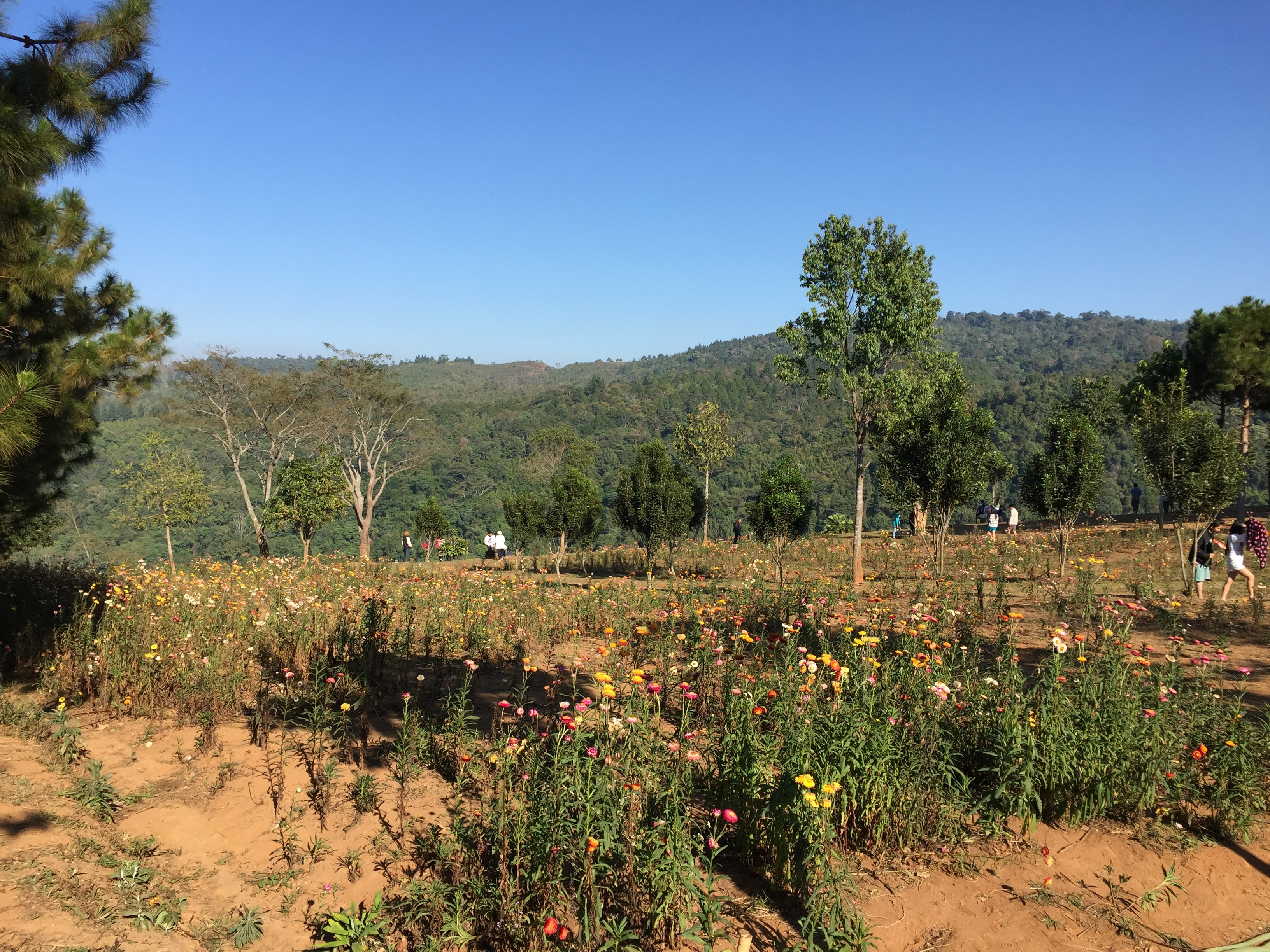 照片 泰国(Thailand) 普欣隆卡国家公园(Phu Hin Rong Kla National Park) 2014-12 49