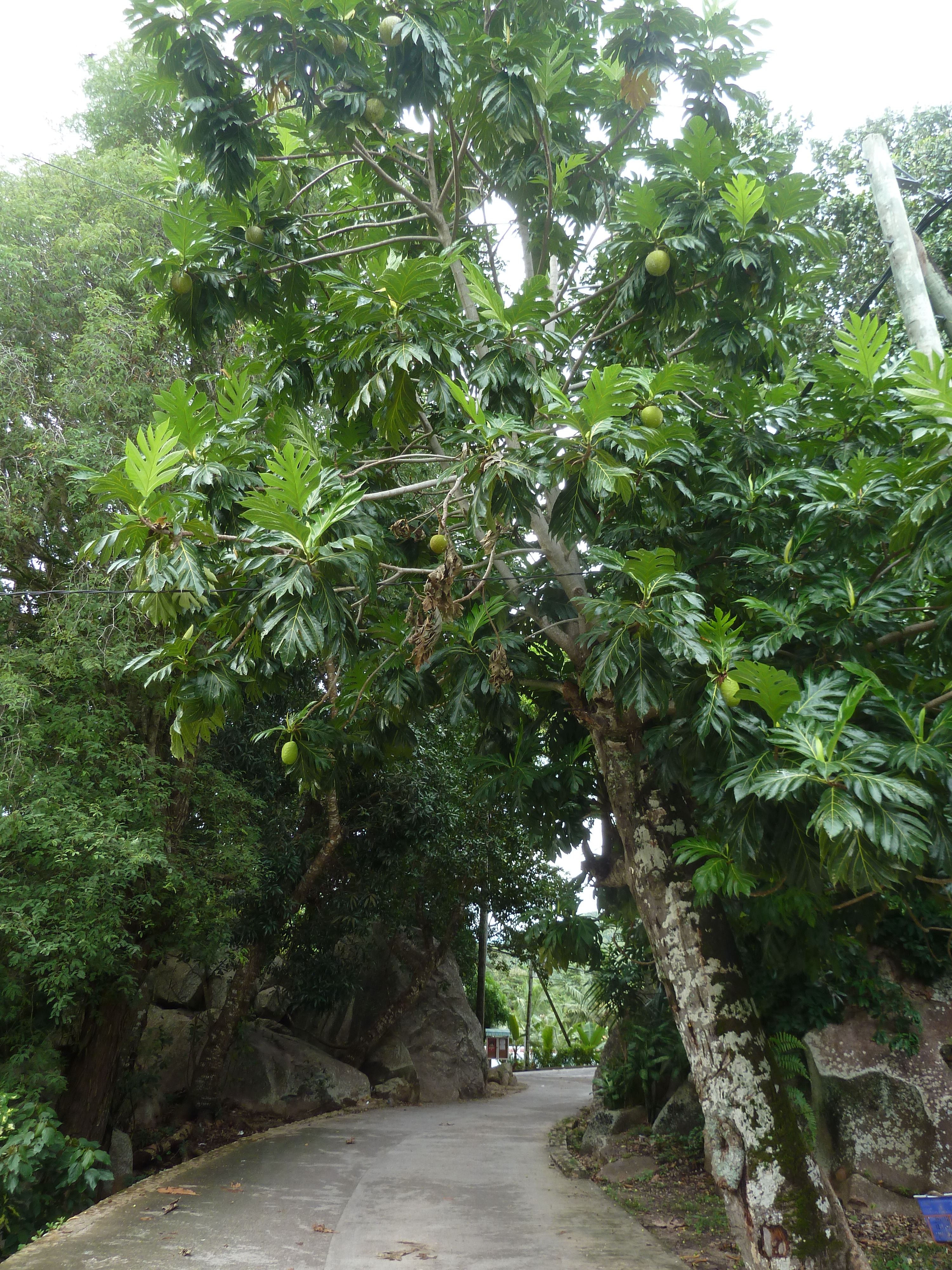 照片 塞舌尔(Seychelles) 拉迪格岛(La Digue) 2011-10 200