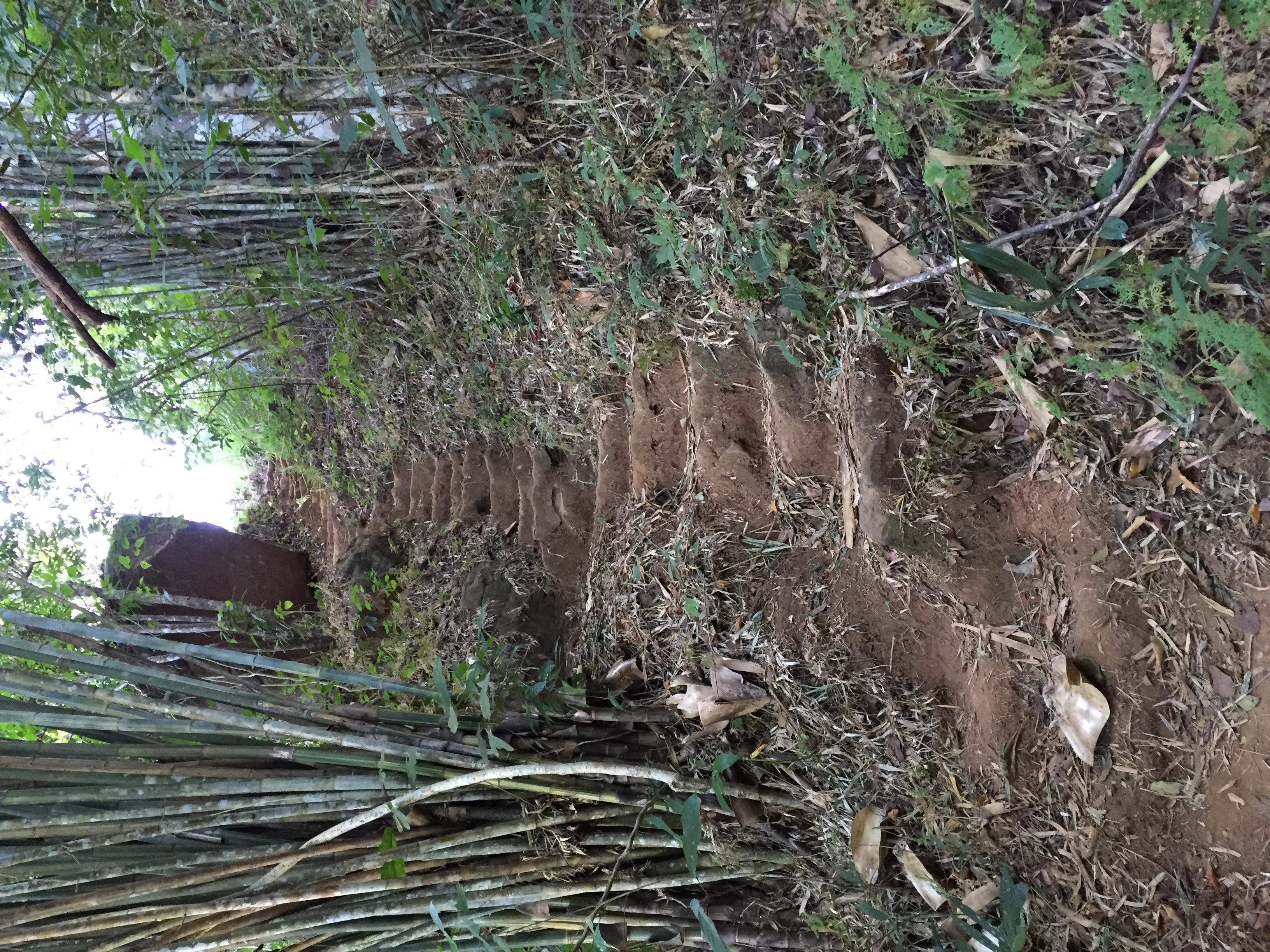 照片 泰国(Thailand) 普欣隆卡国家公园(Phu Hin Rong Kla National Park) 2014-12 427