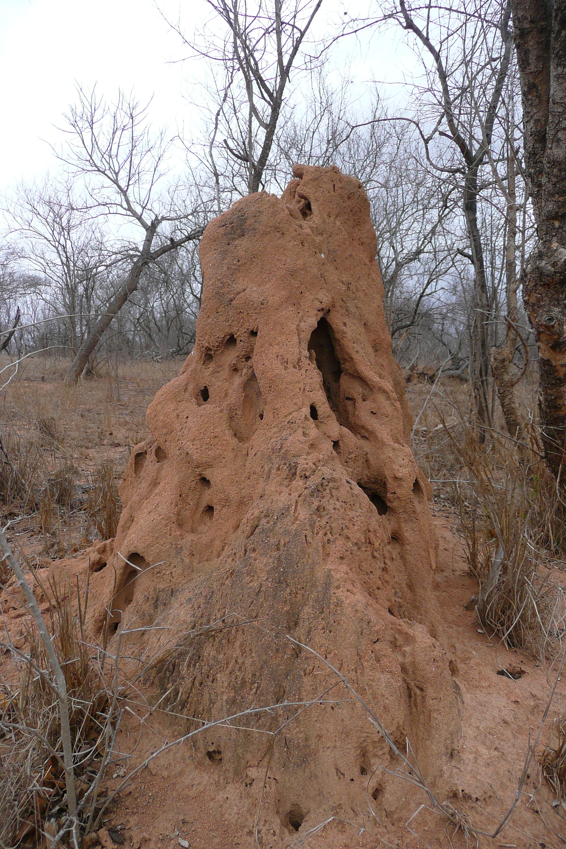 照片 南非(South Africa) 克鲁格国家公园(Kruger National Park) 2008-09 166