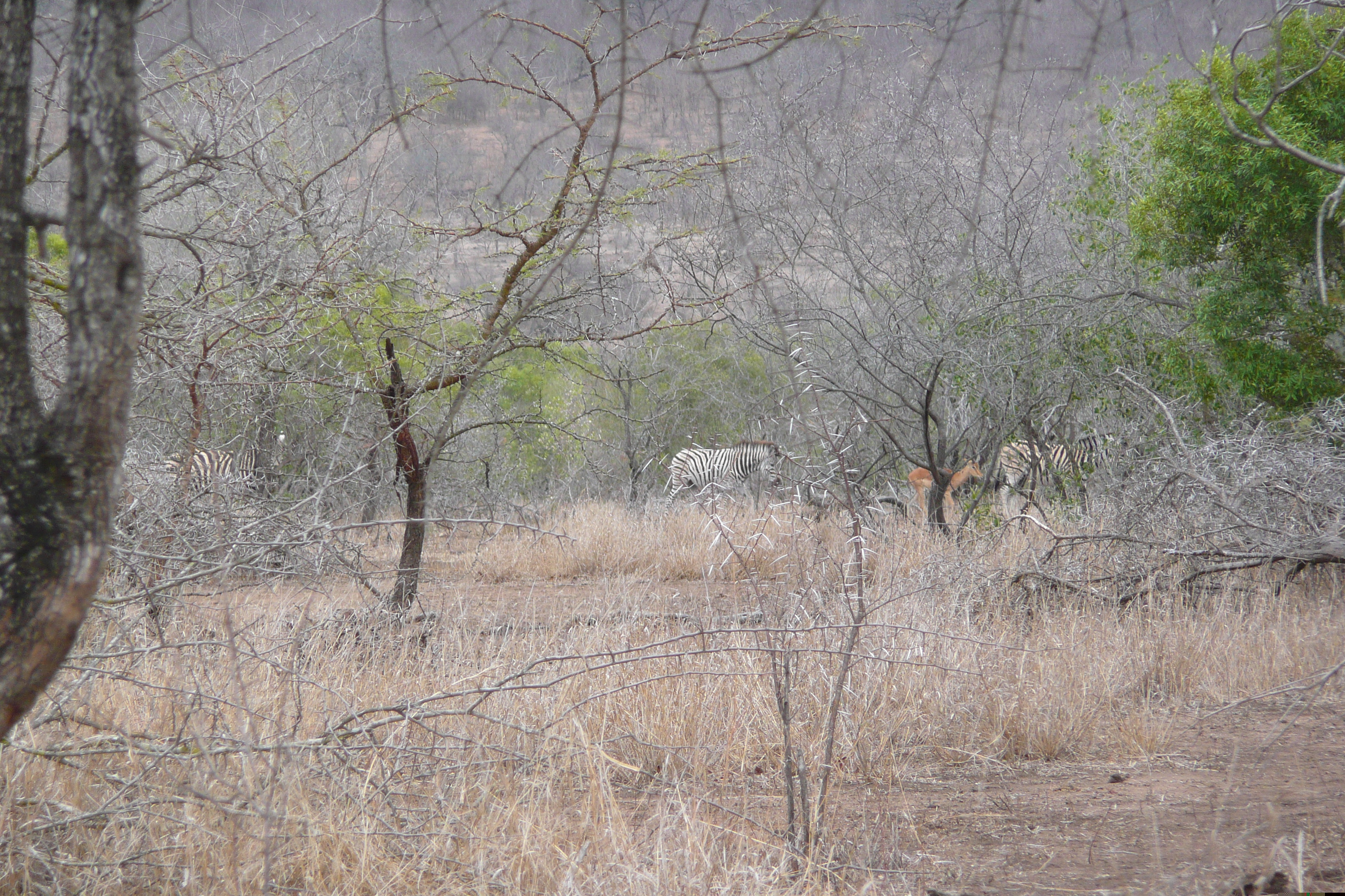 照片 南非(South Africa) 克鲁格国家公园(Kruger National Park) 姆蓬多(Mpondo) 2008-09 11