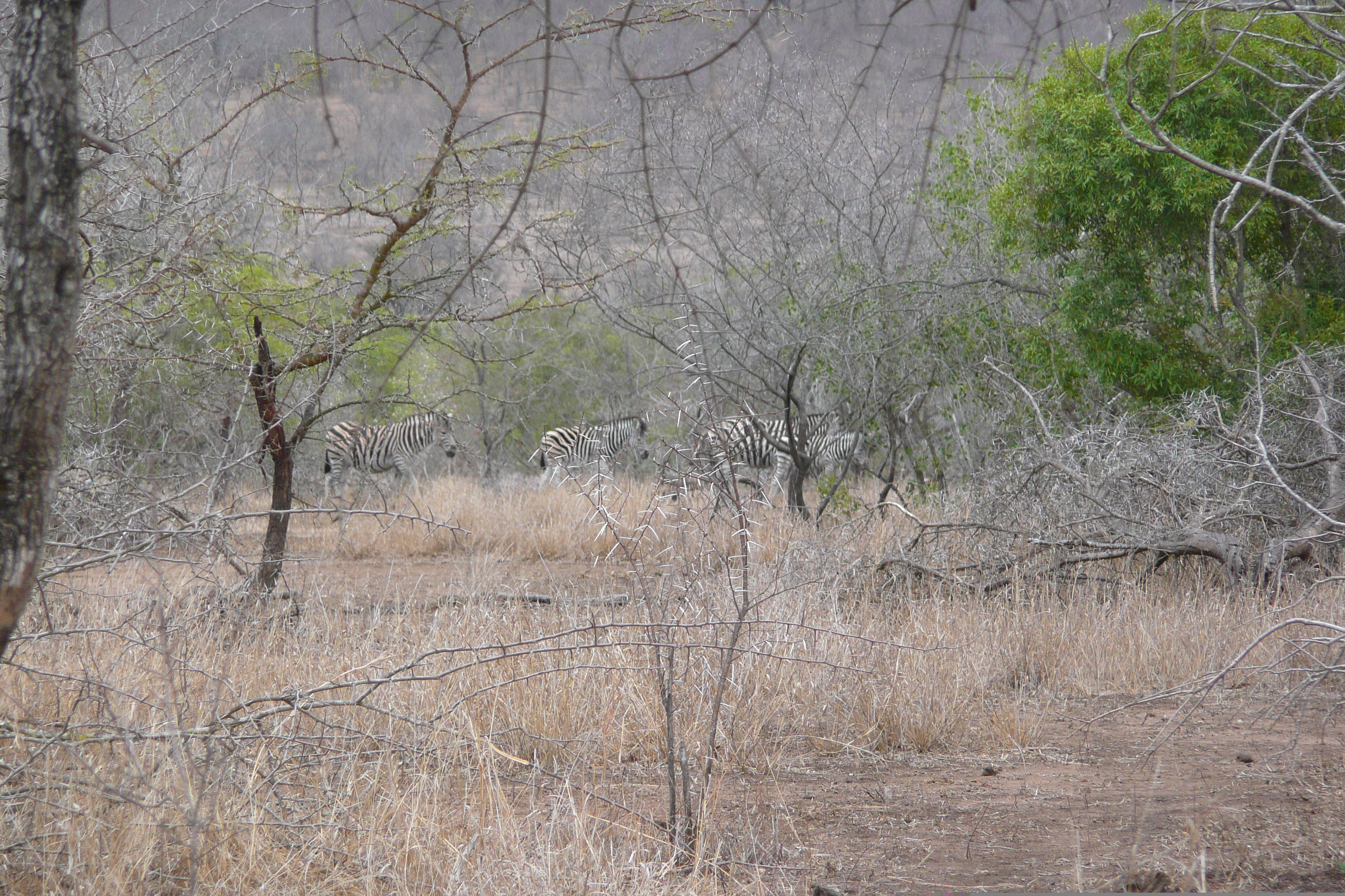 照片 南非(South Africa) 克鲁格国家公园(Kruger National Park) 姆蓬多(Mpondo) 2008-09 6