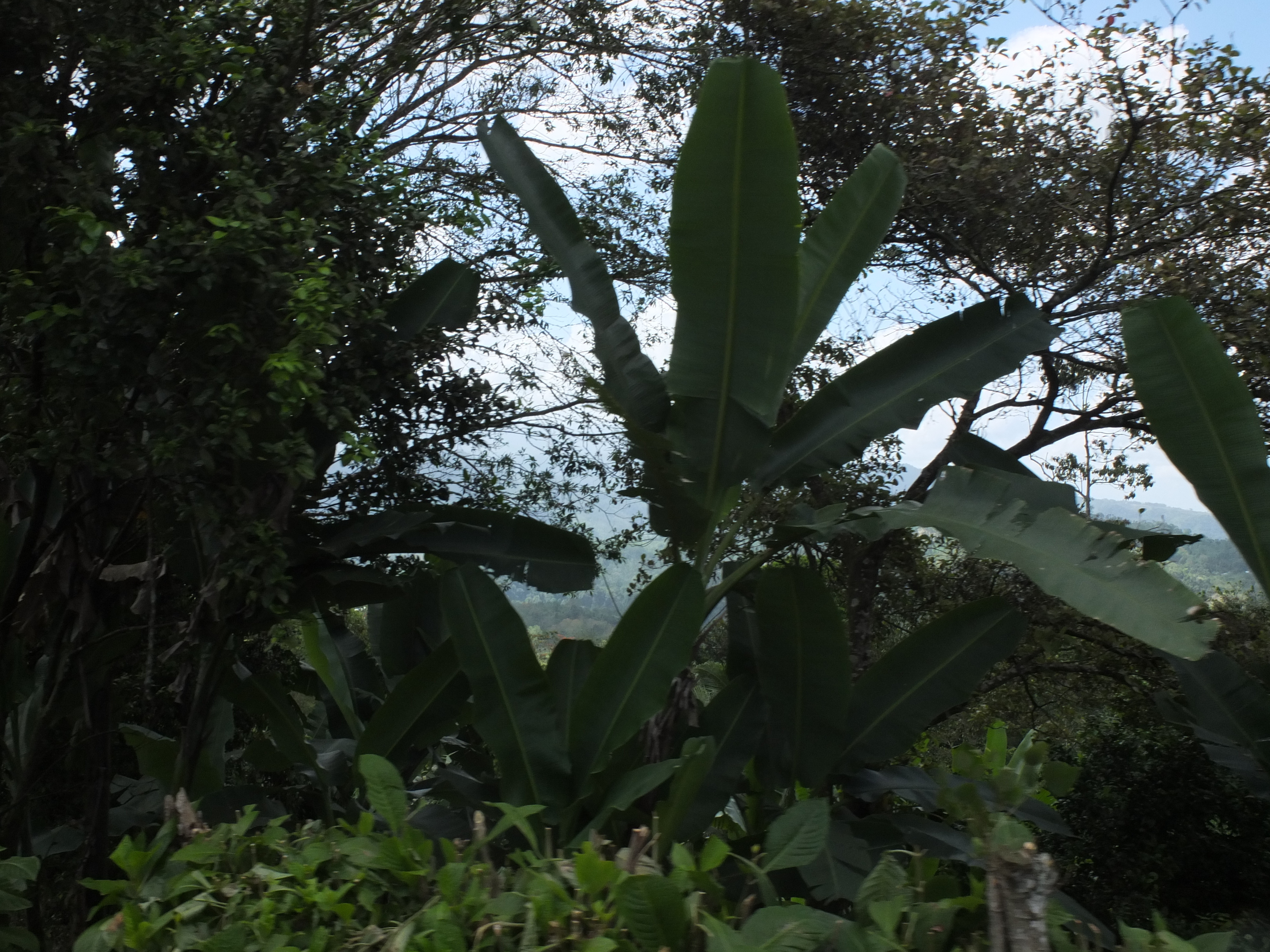 照片 哥斯达黎加(Costa Rica) 图里亚尔瓦(Turrialba) 2015-03 83