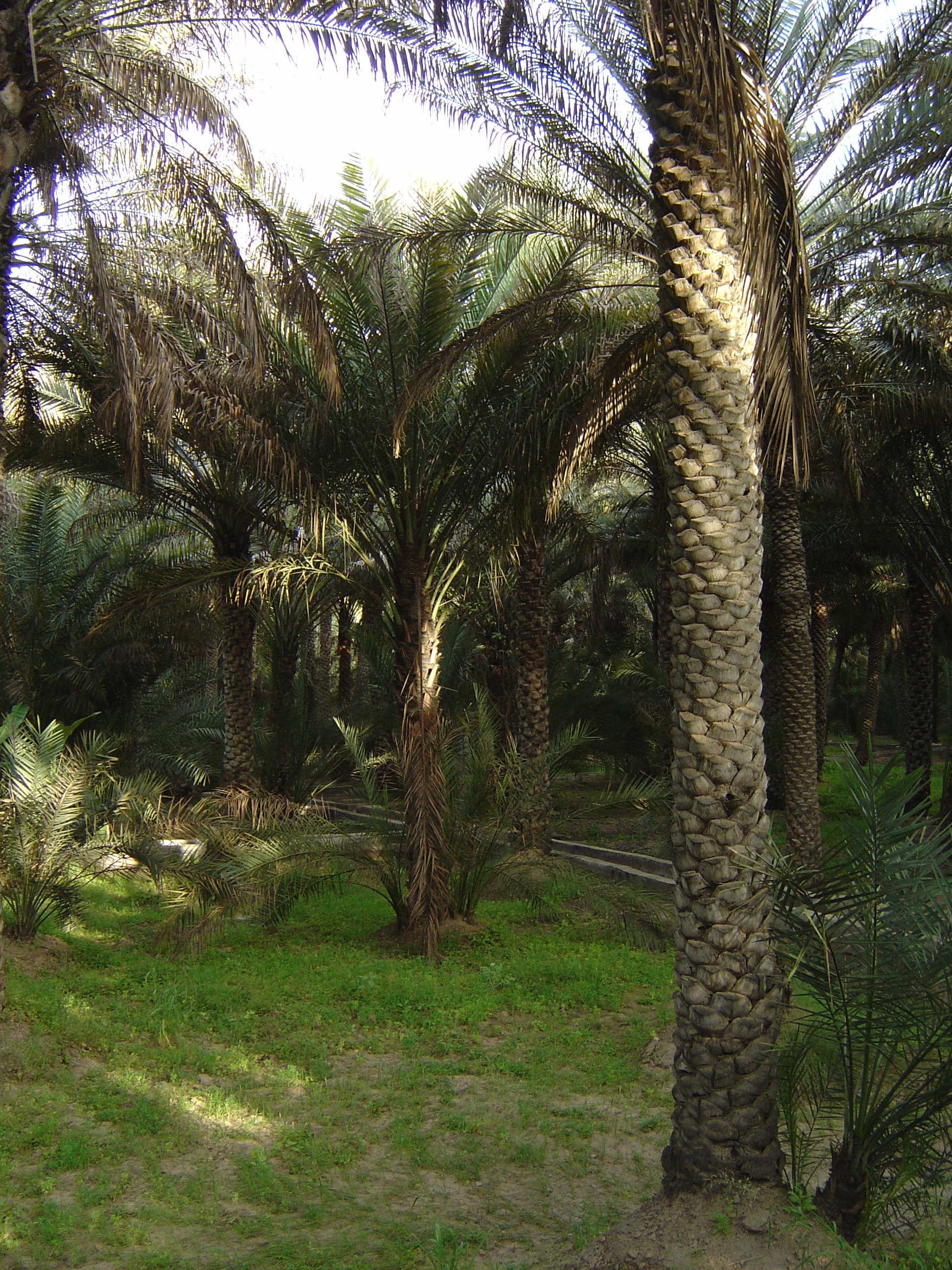 照片 阿联酋(United Arab Emirates) 艾因(Al Ain) 艾因绿洲(Al Ain Oasis) 2005-03 11