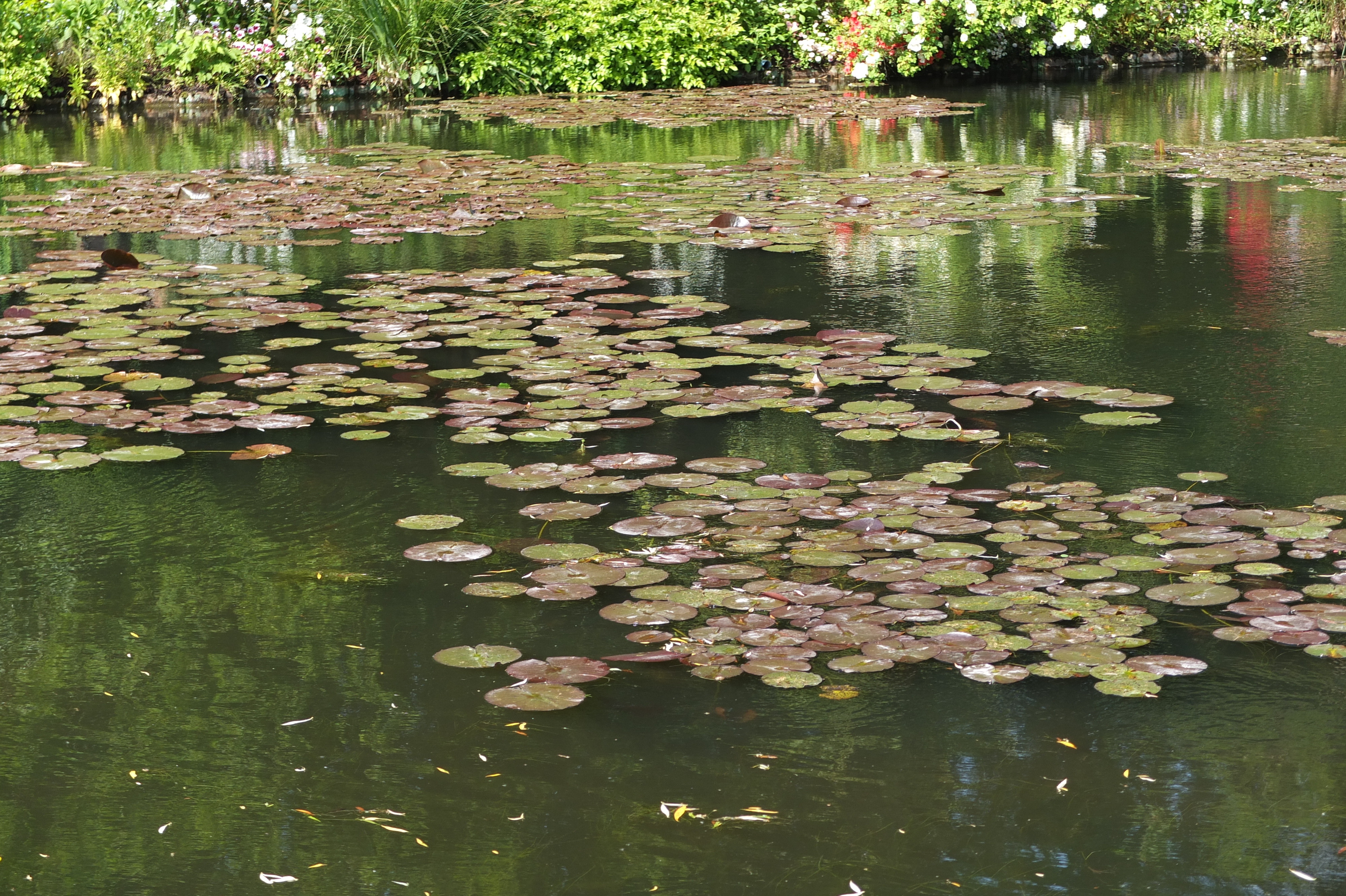 照片 法国(France) 吉维尼(Giverny) 2013-06 150