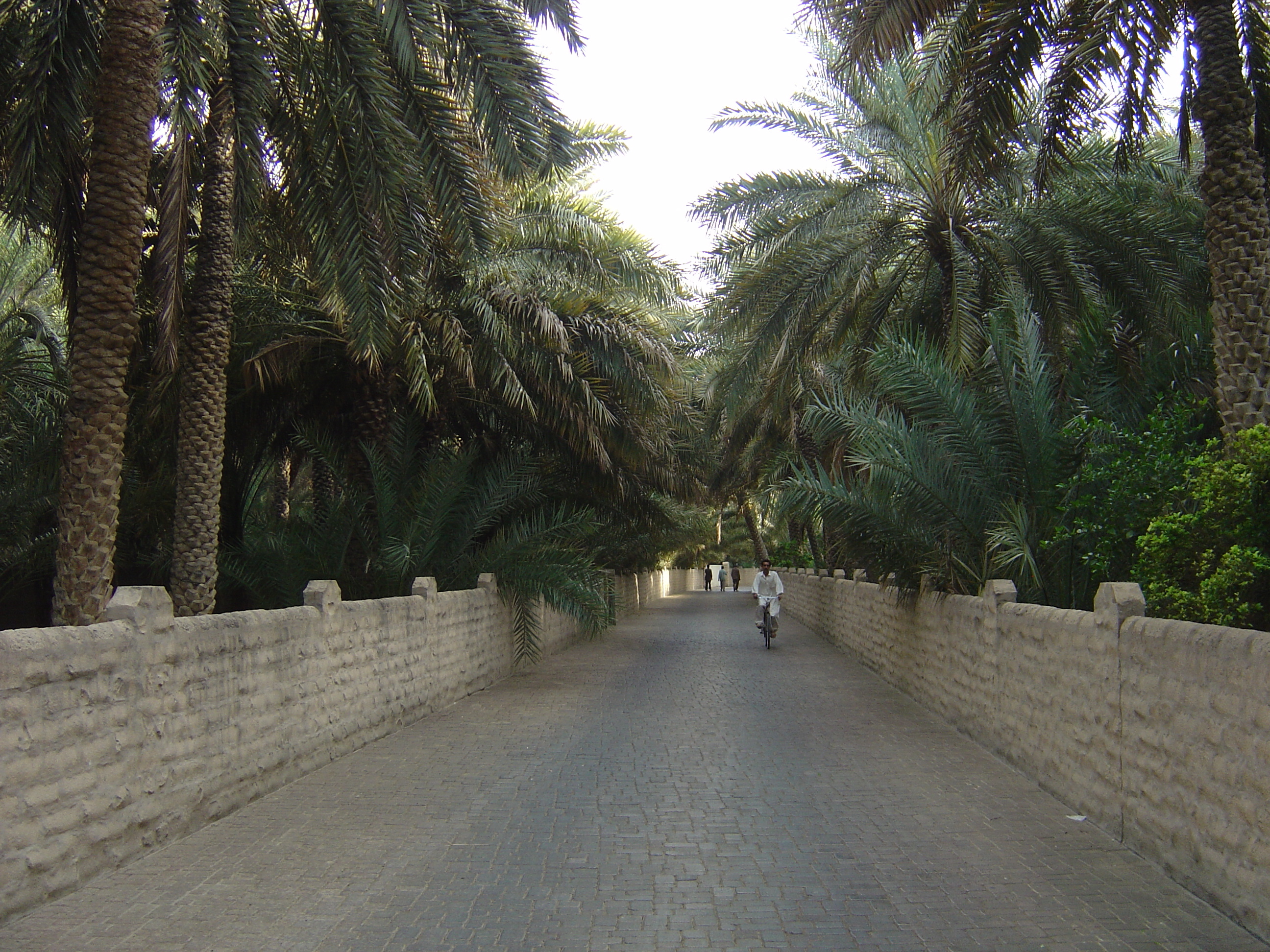 照片 阿联酋(United Arab Emirates) 艾因(Al Ain) 艾因绿洲(Al Ain Oasis) 2005-03 30