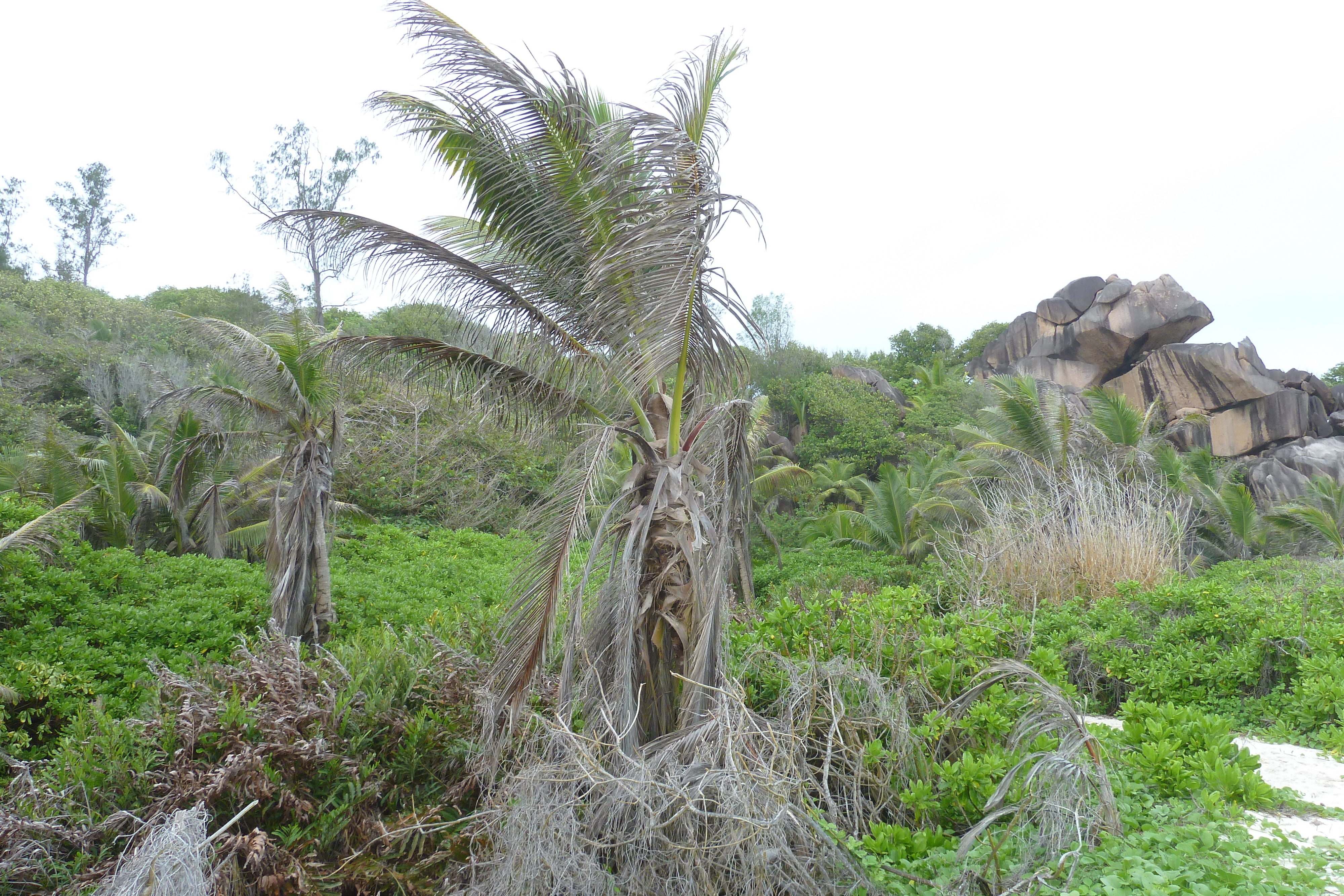 照片 塞舌尔(Seychelles) 拉迪格岛(La Digue) 2011-10 214